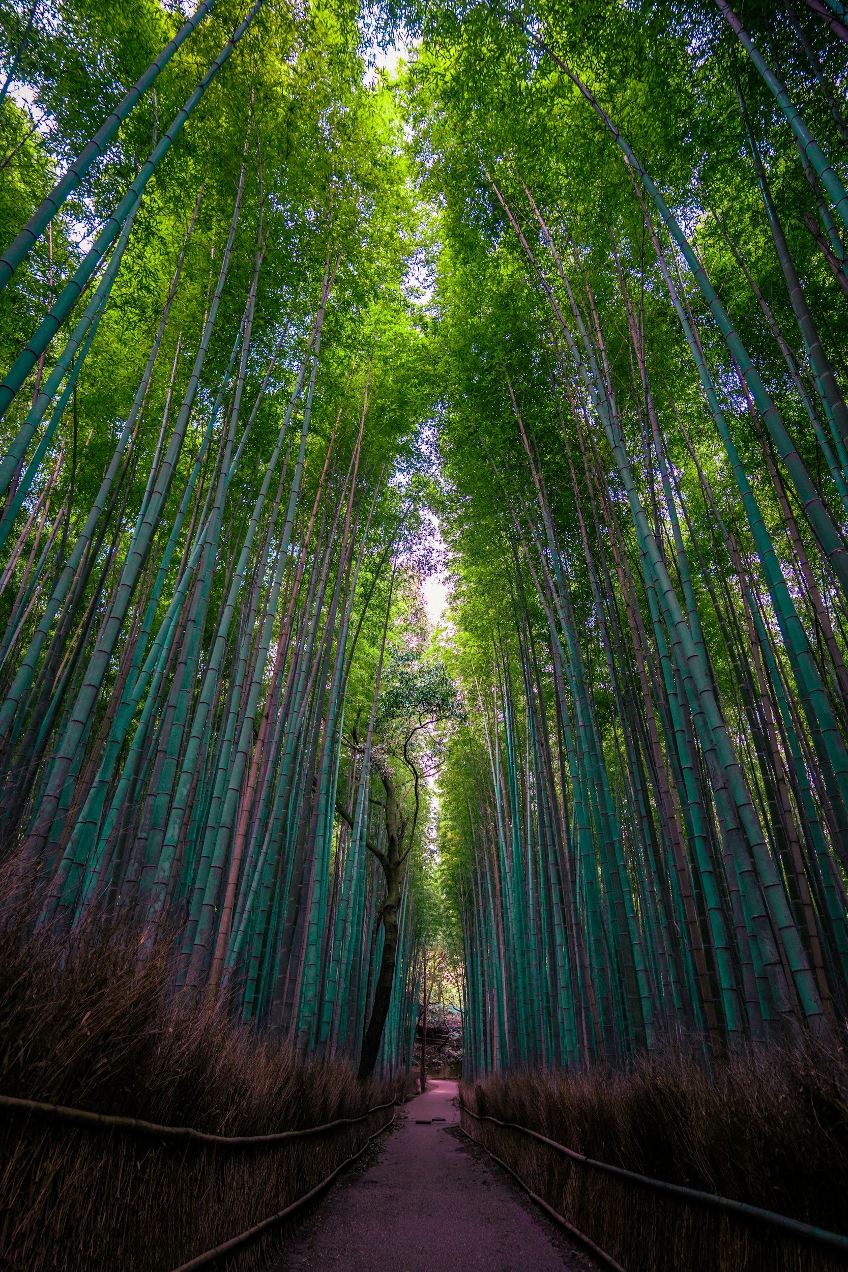 Pathway through tall bamboo trees with green foliage overhead and a purple-pink glow in the background