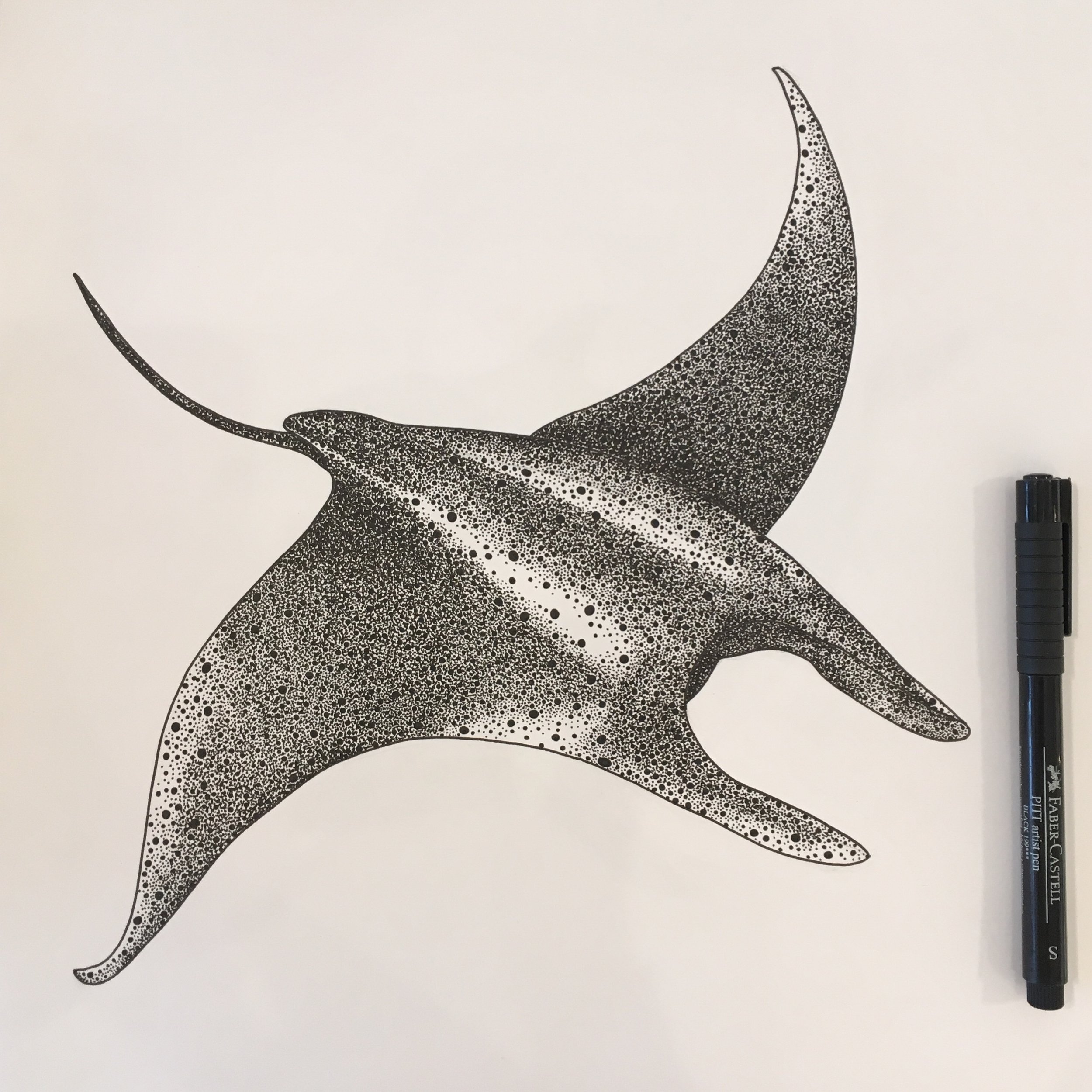 ©Lissy-Marsh-Manta-Ray