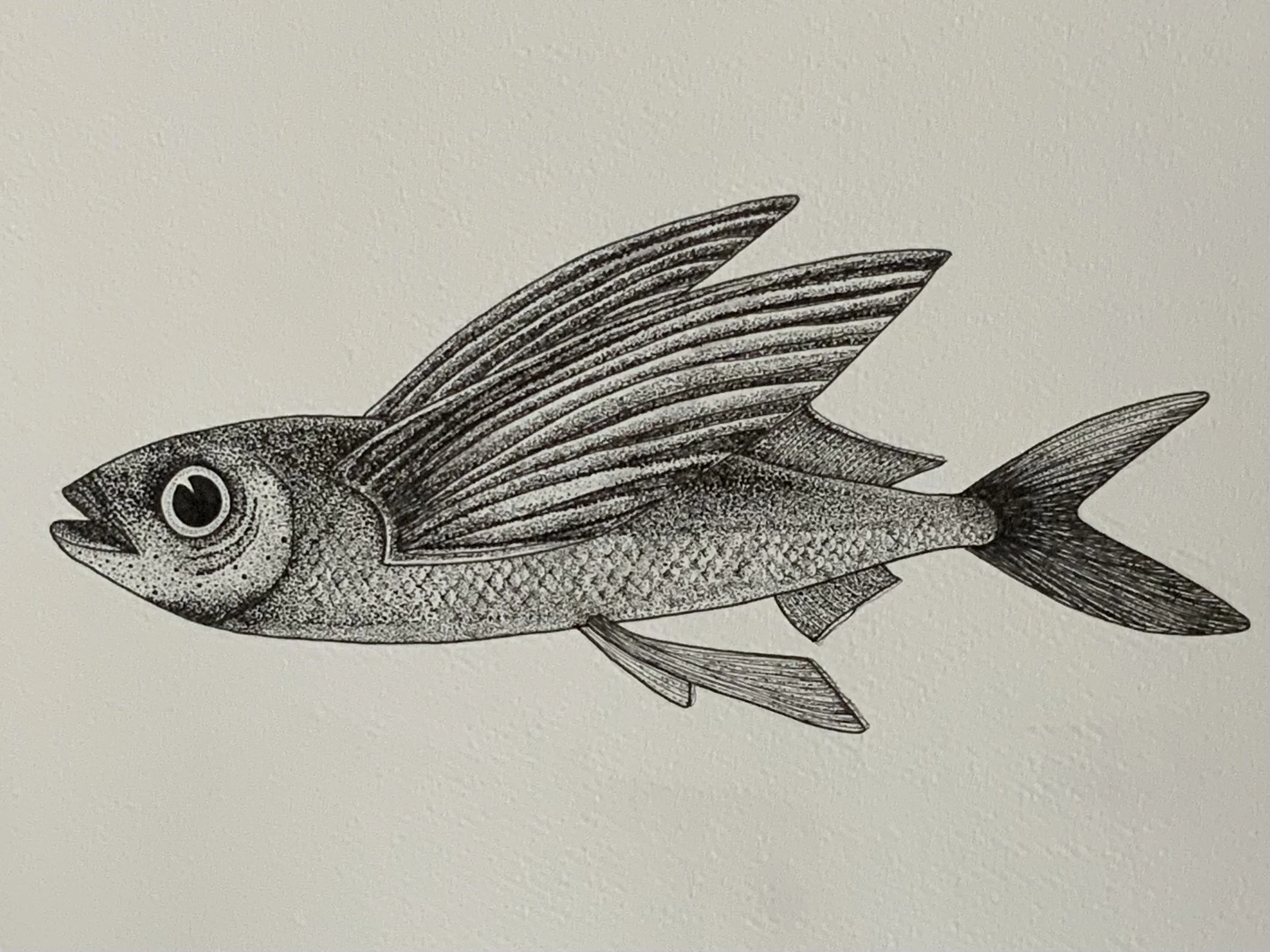 ©Lissy-Marsh-Flying-Fish