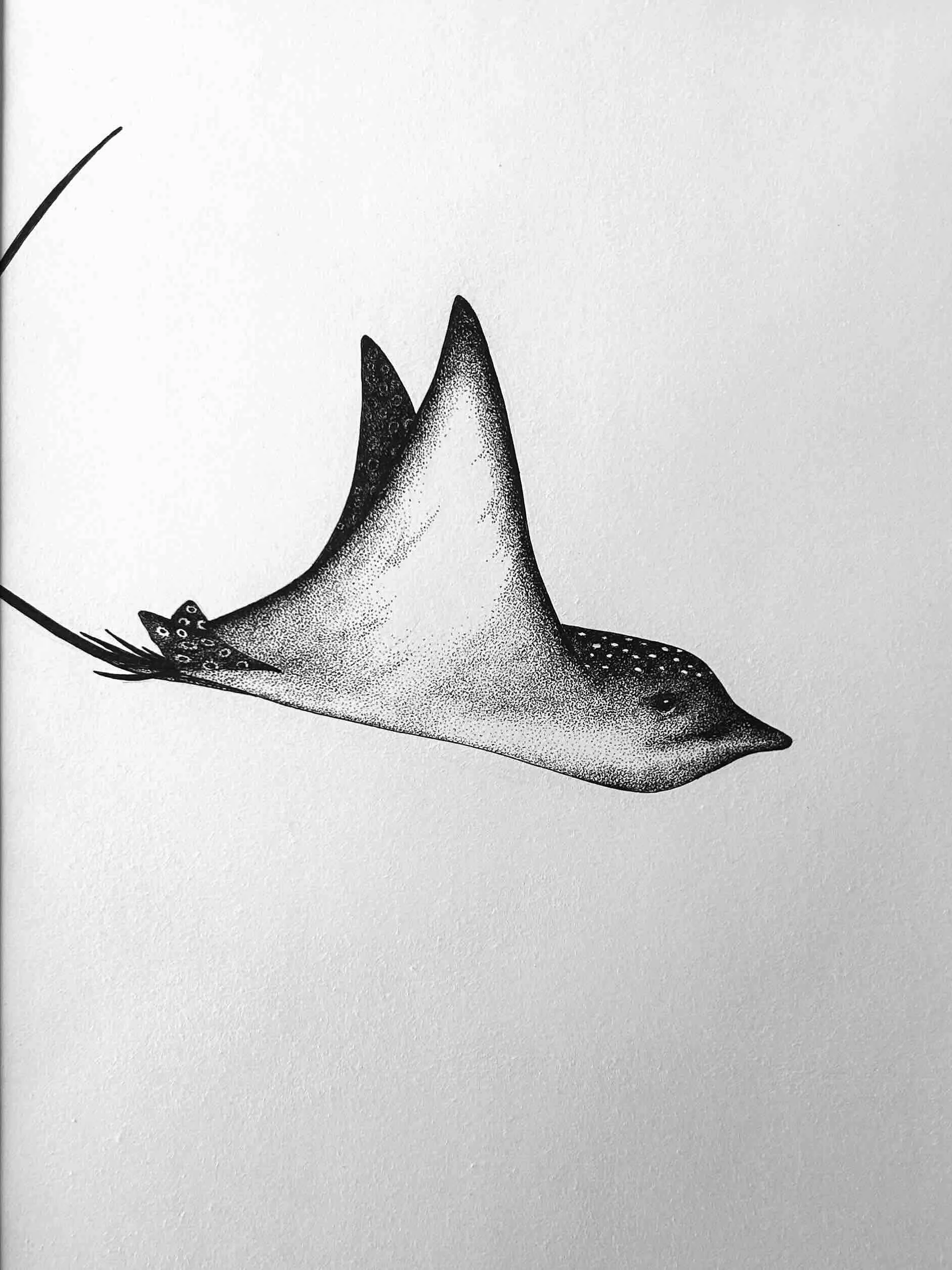 Eagle Ray © Lissy Marsh