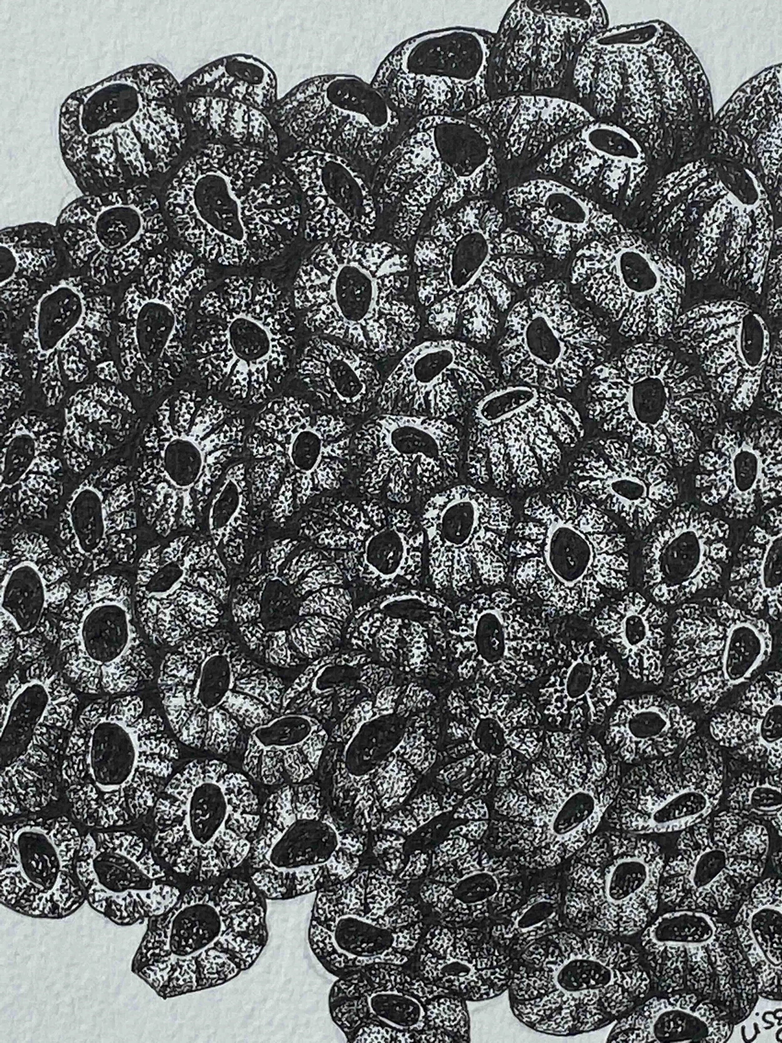 Coral art ©LissyMarsh