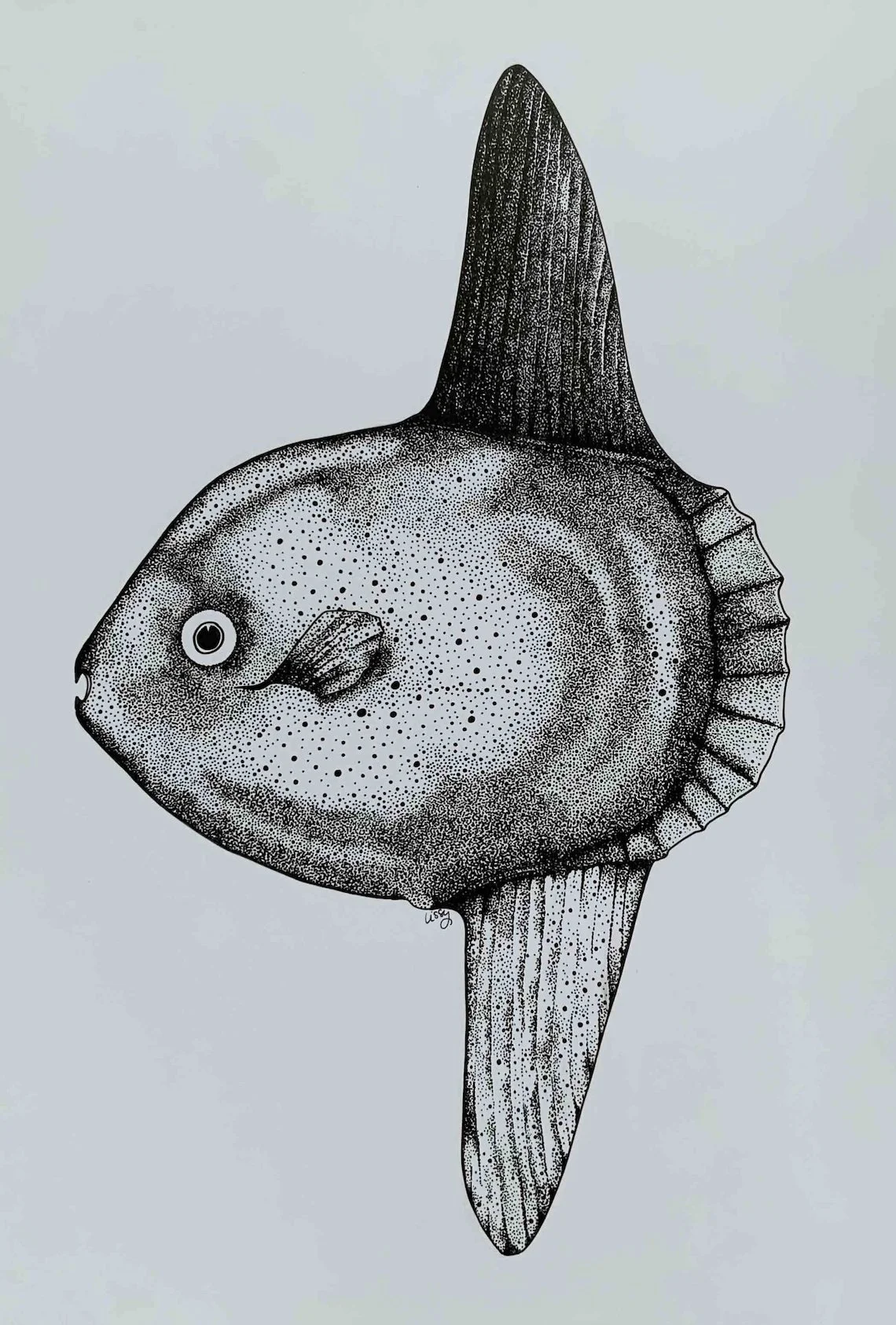 Sunfish Mola Mola ©LissyMarsh