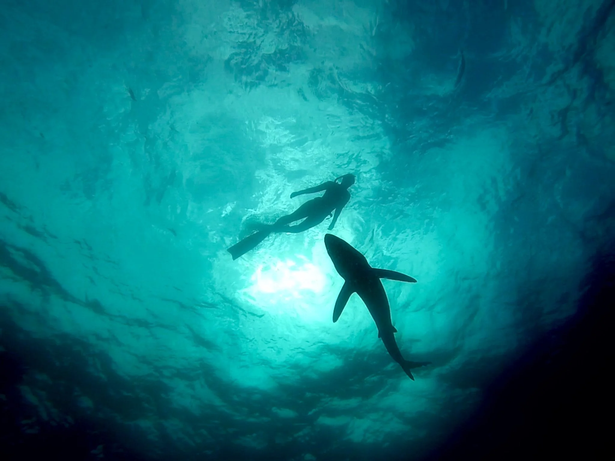 Lissy Marsh with a Blue Shark in Cornwall