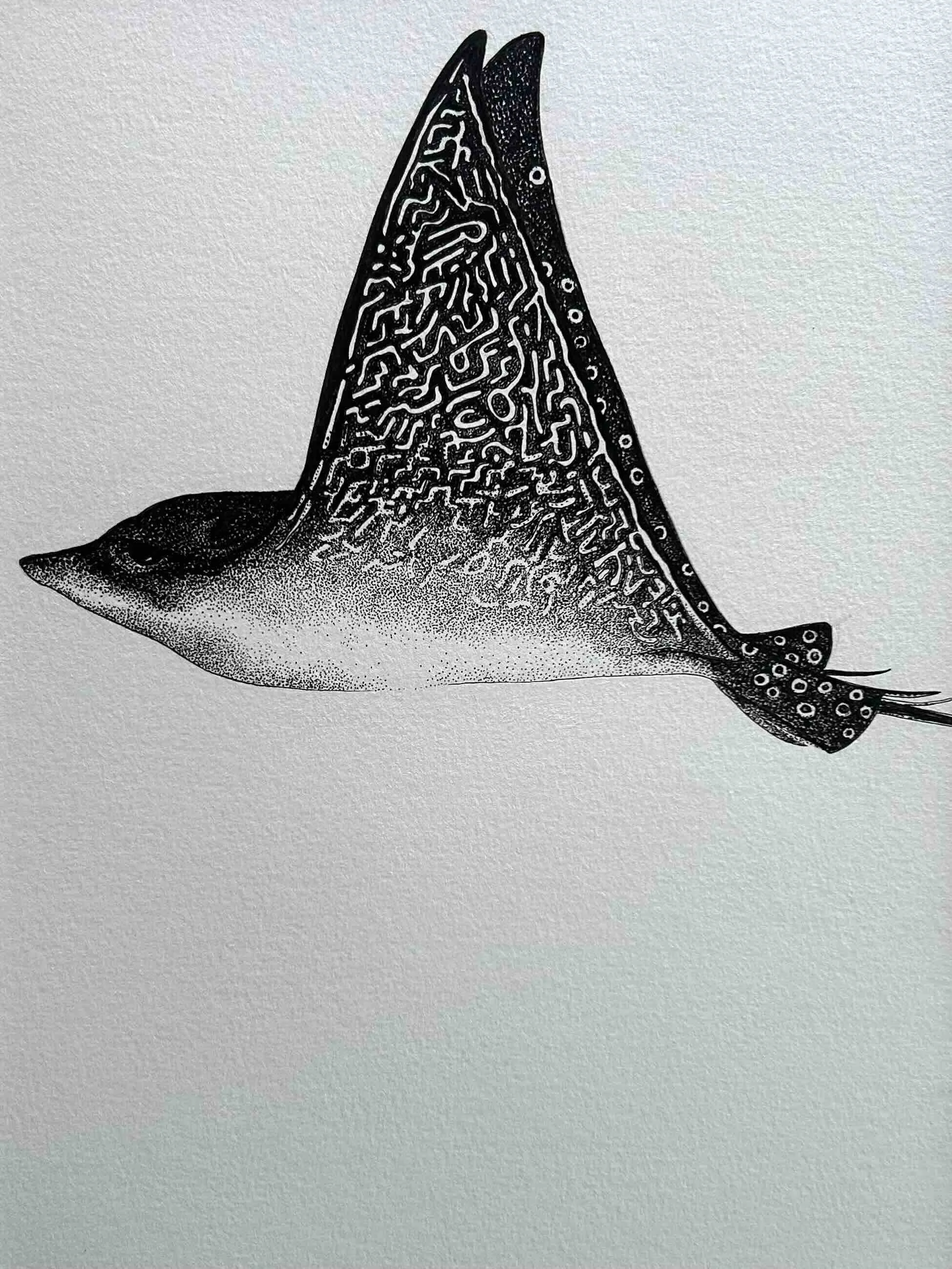 Spotted Eagle Ray © Lissy Marsh