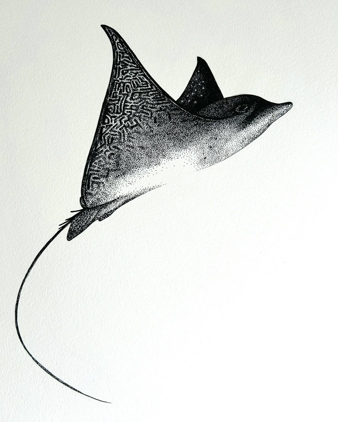 Eagle Ray pen and ink.jpg