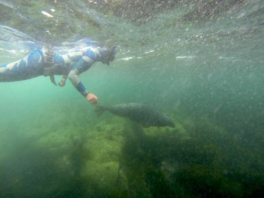 Lissy Marsh with a grey seal in South Devon