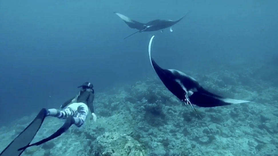 Lissy Marsh freediving with a Manta Ray in the Maldives
