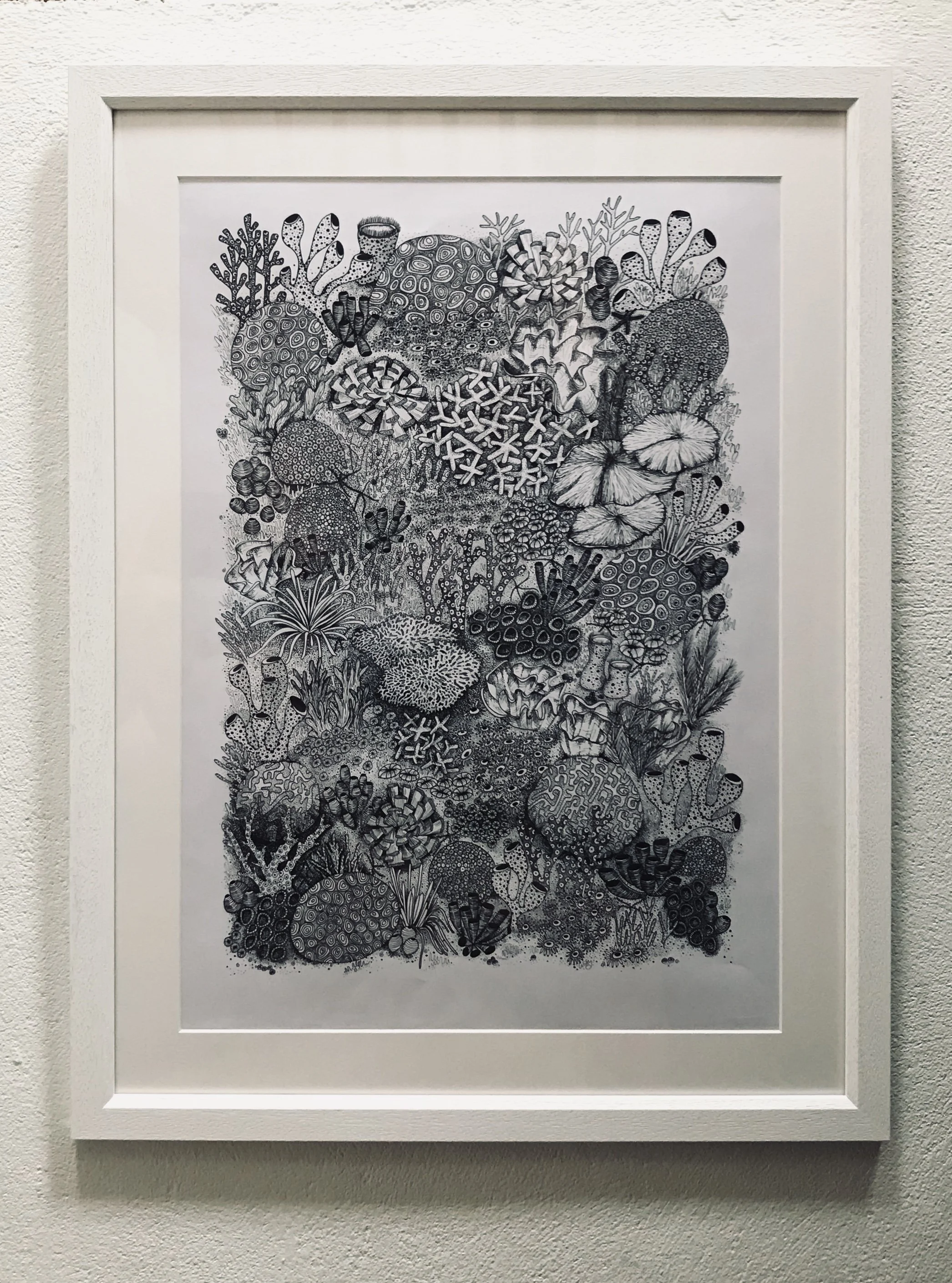 ©Lissy-Marsh-Coral