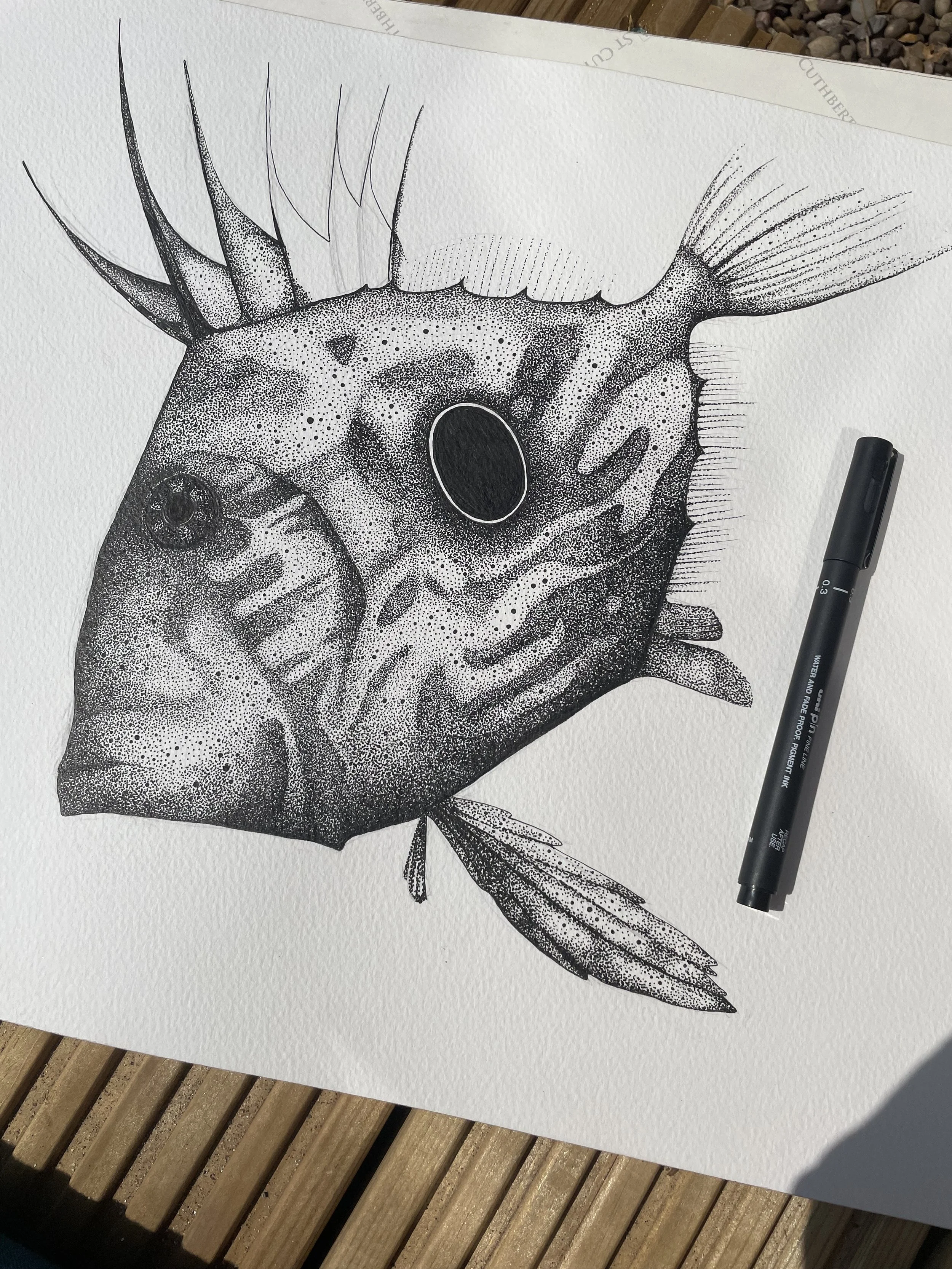 ©Lissy-Marsh-John-Dory