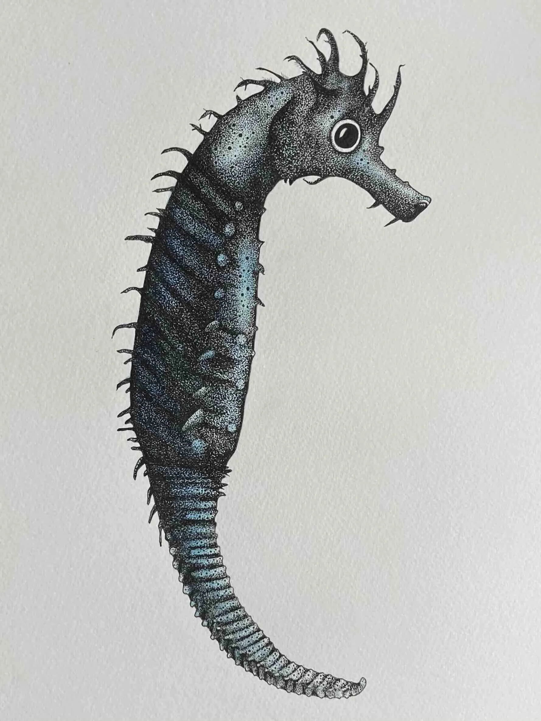 Seahorse © Lissy Marsh