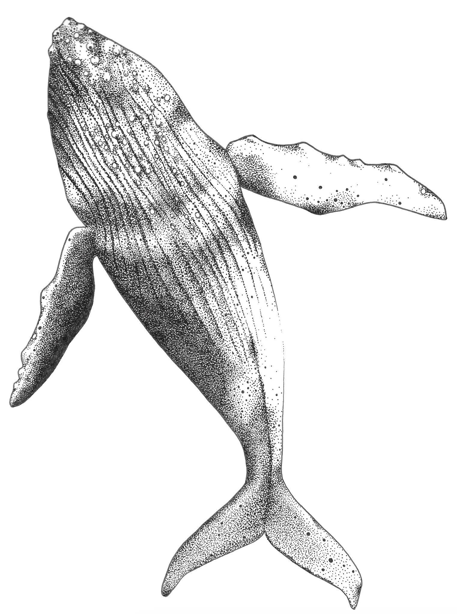 Dancing Humpback © Lissy Marsh