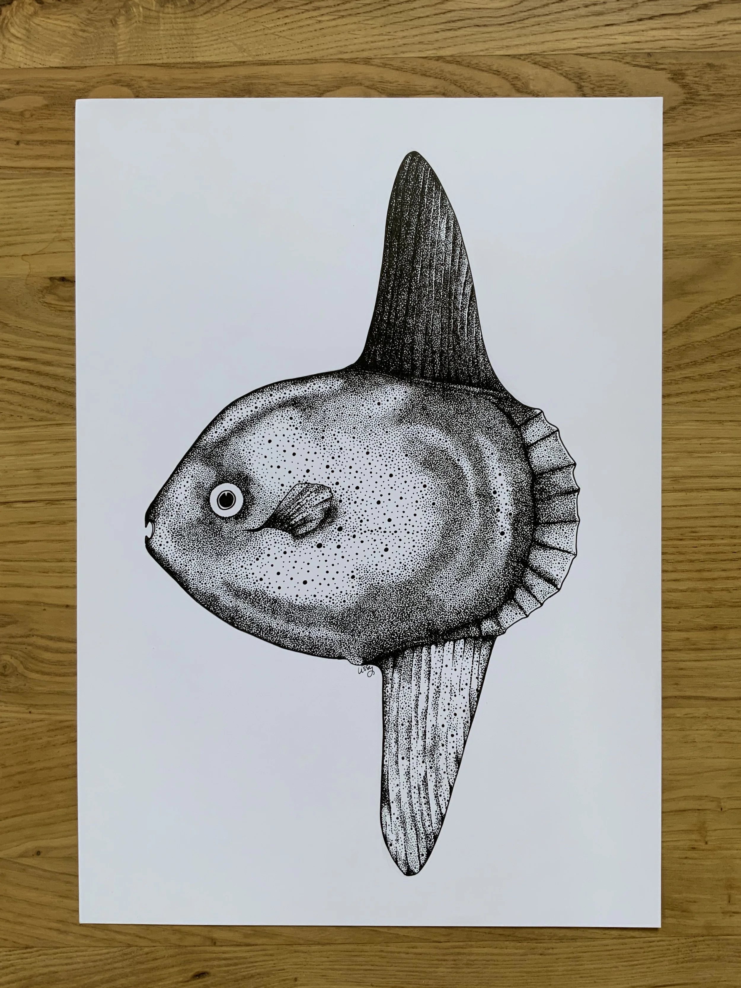 Mola Mola pen and ink Lissy Marsh