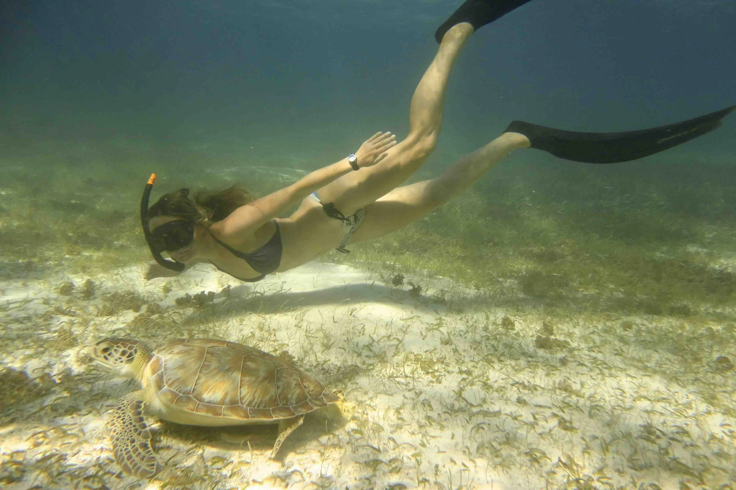 Lissy Marsh with turtle