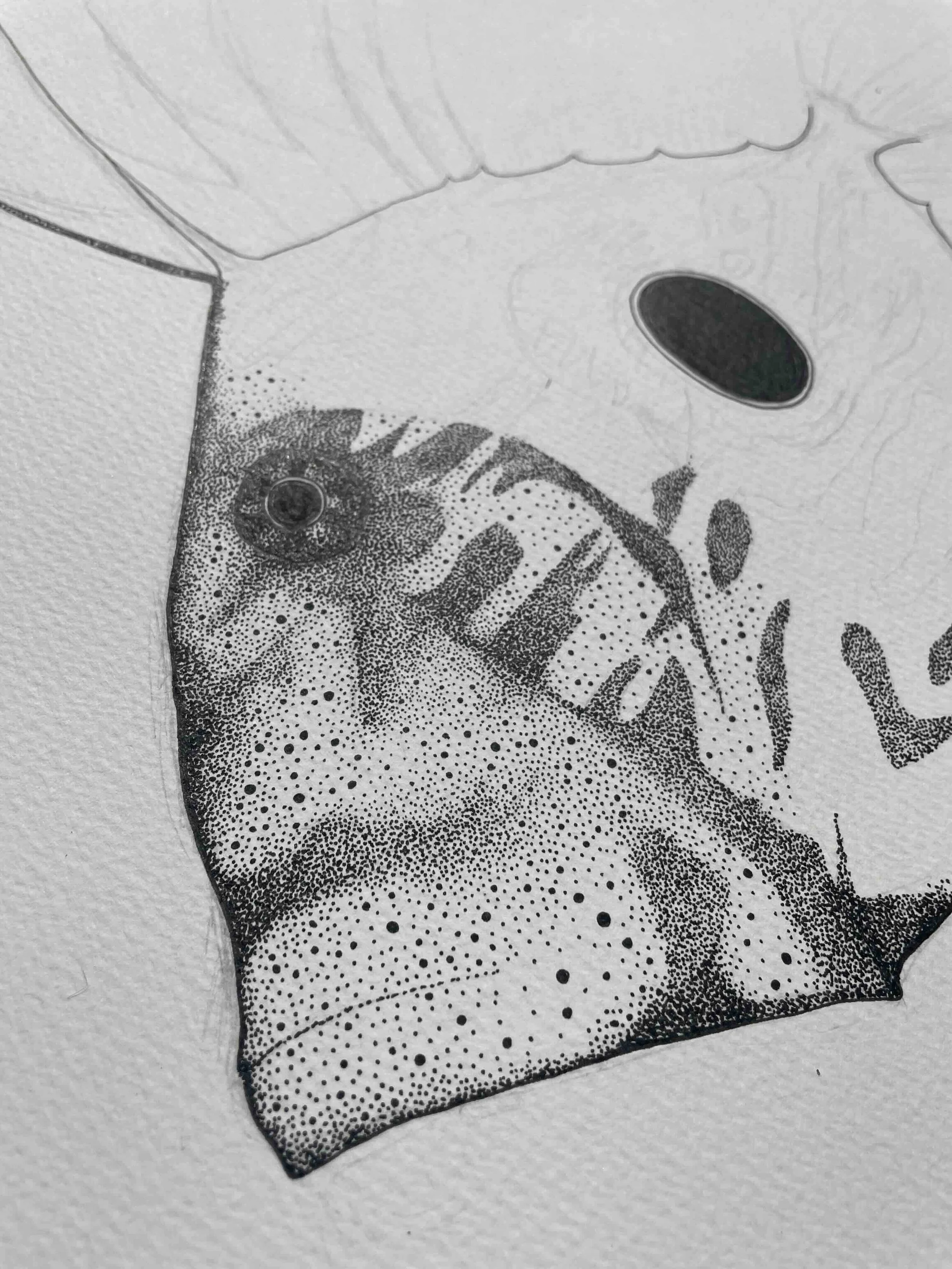 JohnDory wip.jpeg