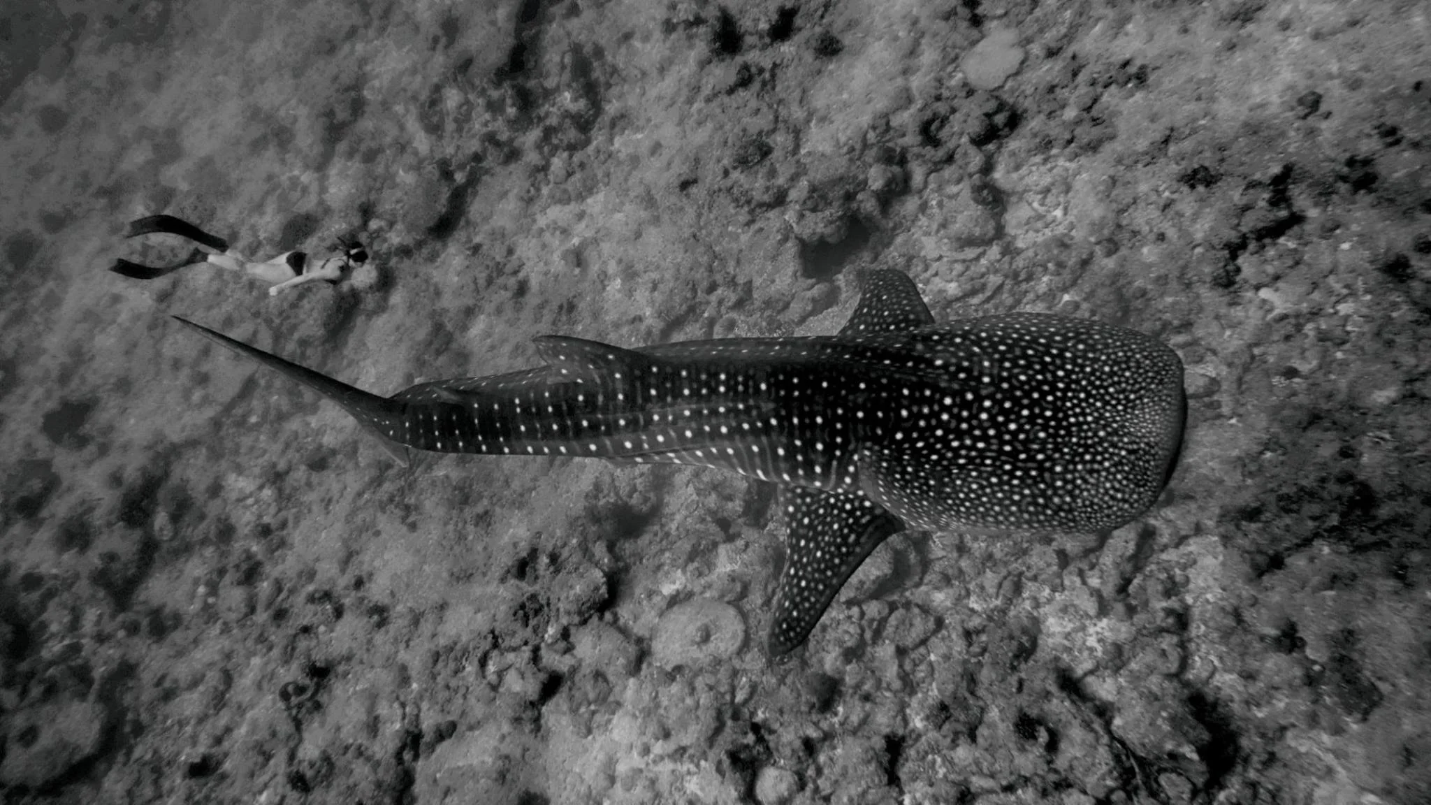 Lissy Marsh with whale shark ©MickBurke