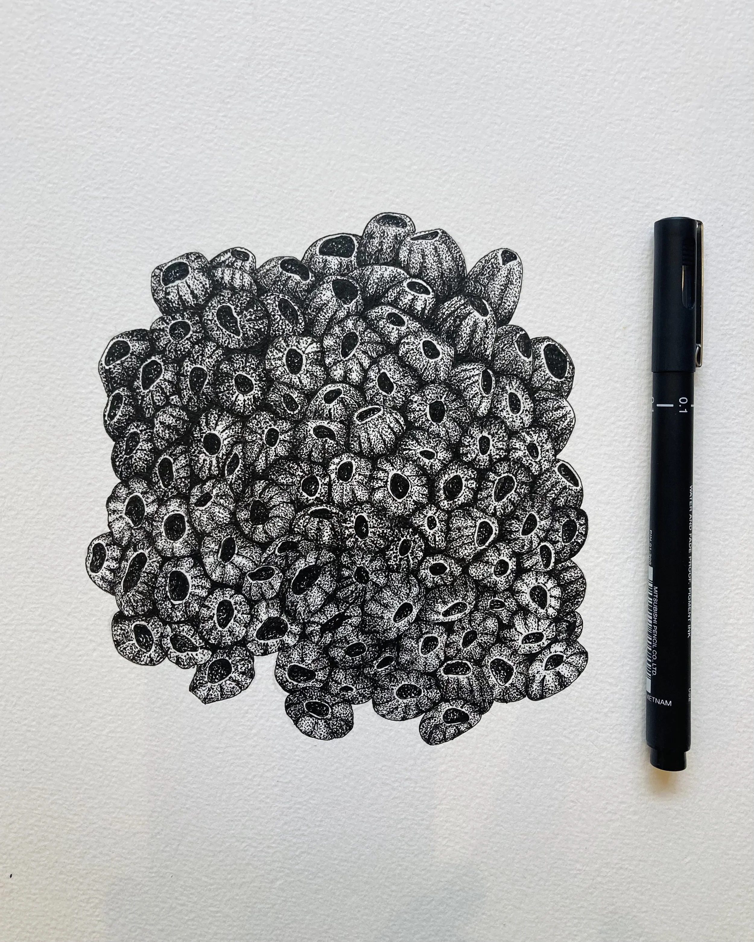 ©Lissy-Marsh-Coral-Polyps