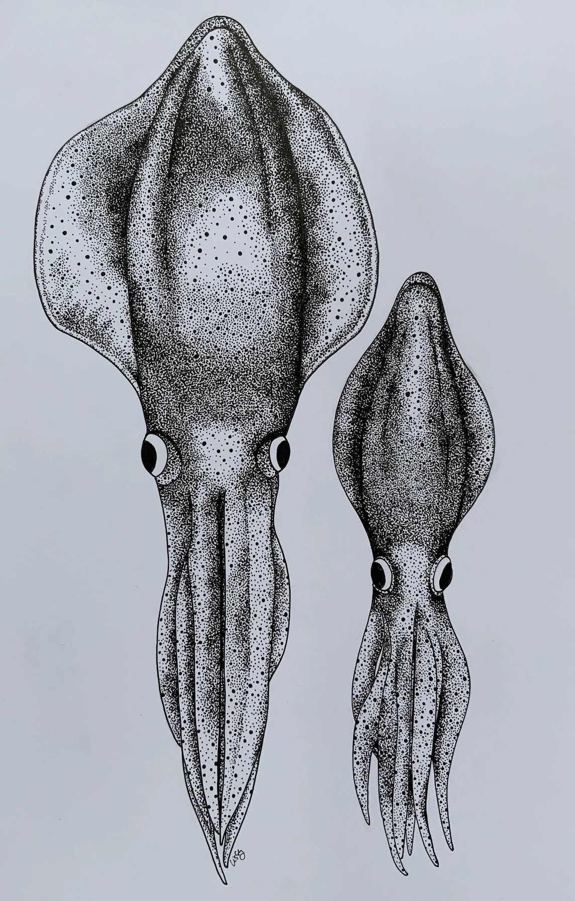 Squids © Lissy Marsh