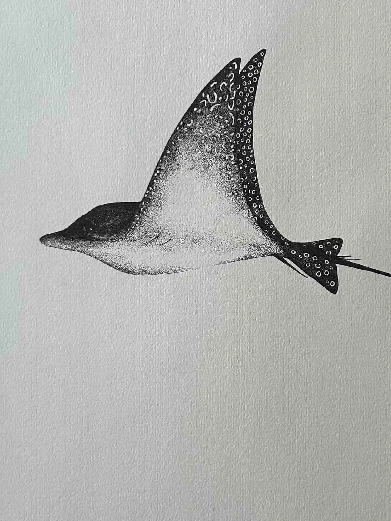 Spotted Eagle Ray pen and ink.jpg
