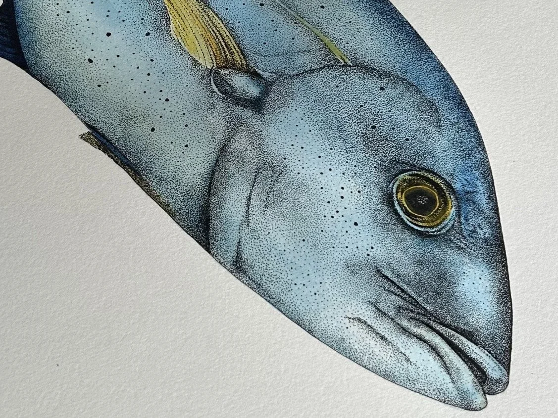 Bluefin detail 3.jpg