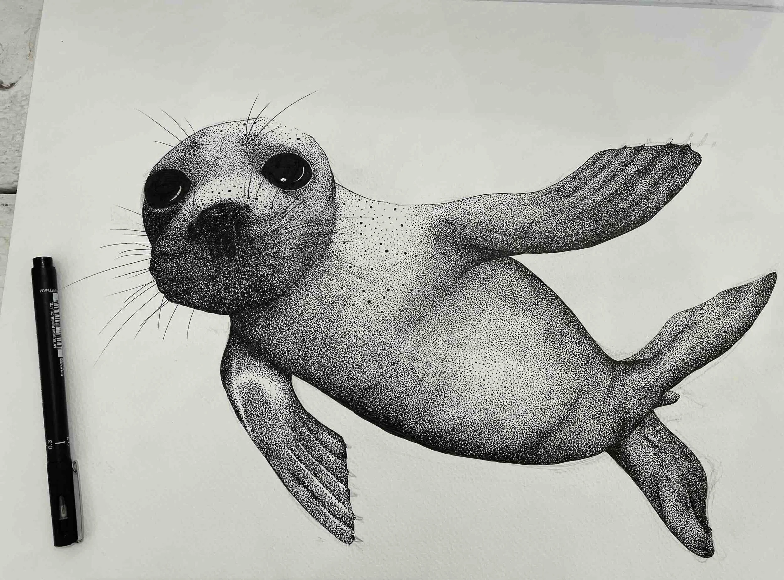Grey seal © Lissy Marsh