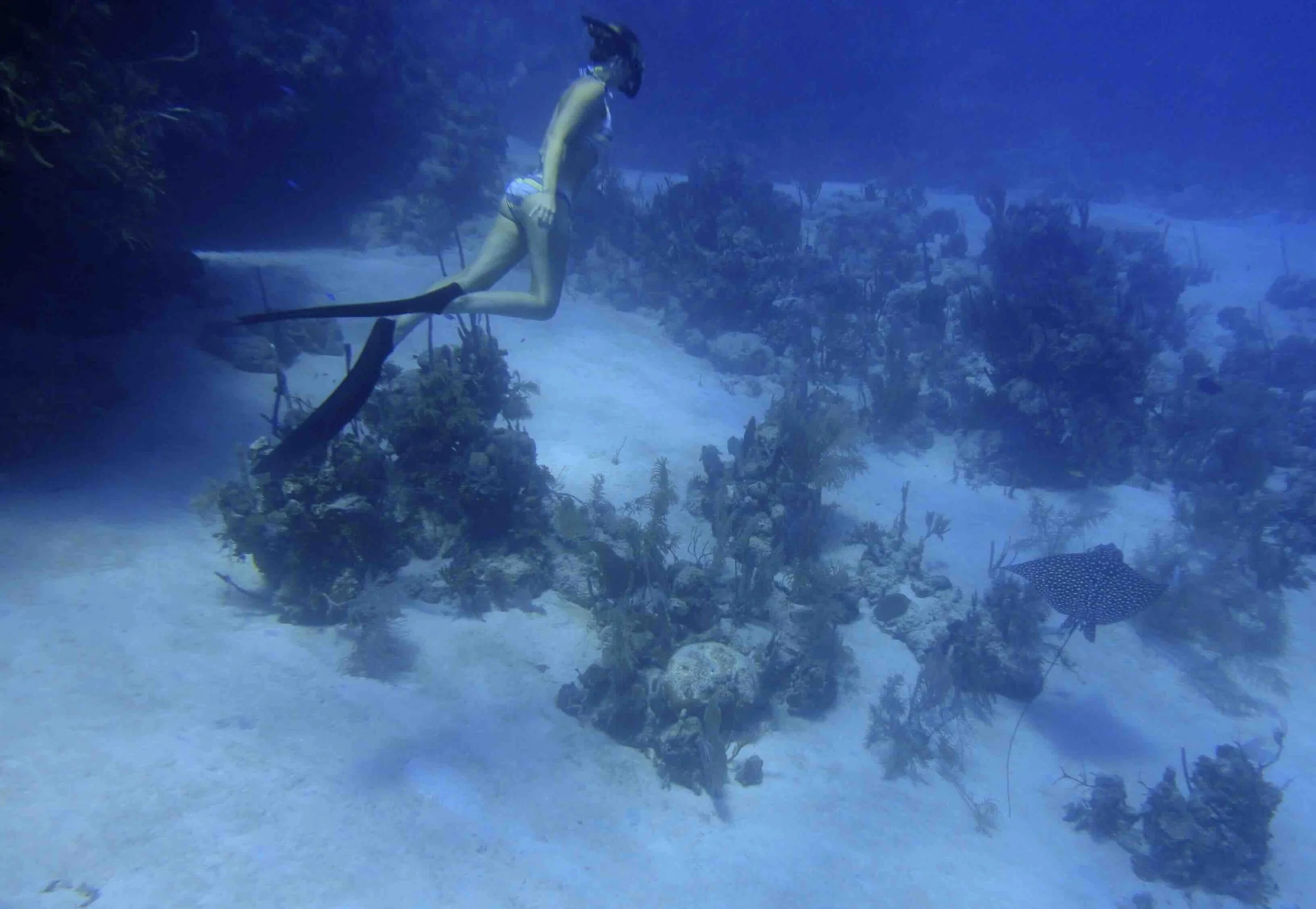 Lissy Marsh with Eagle Ray