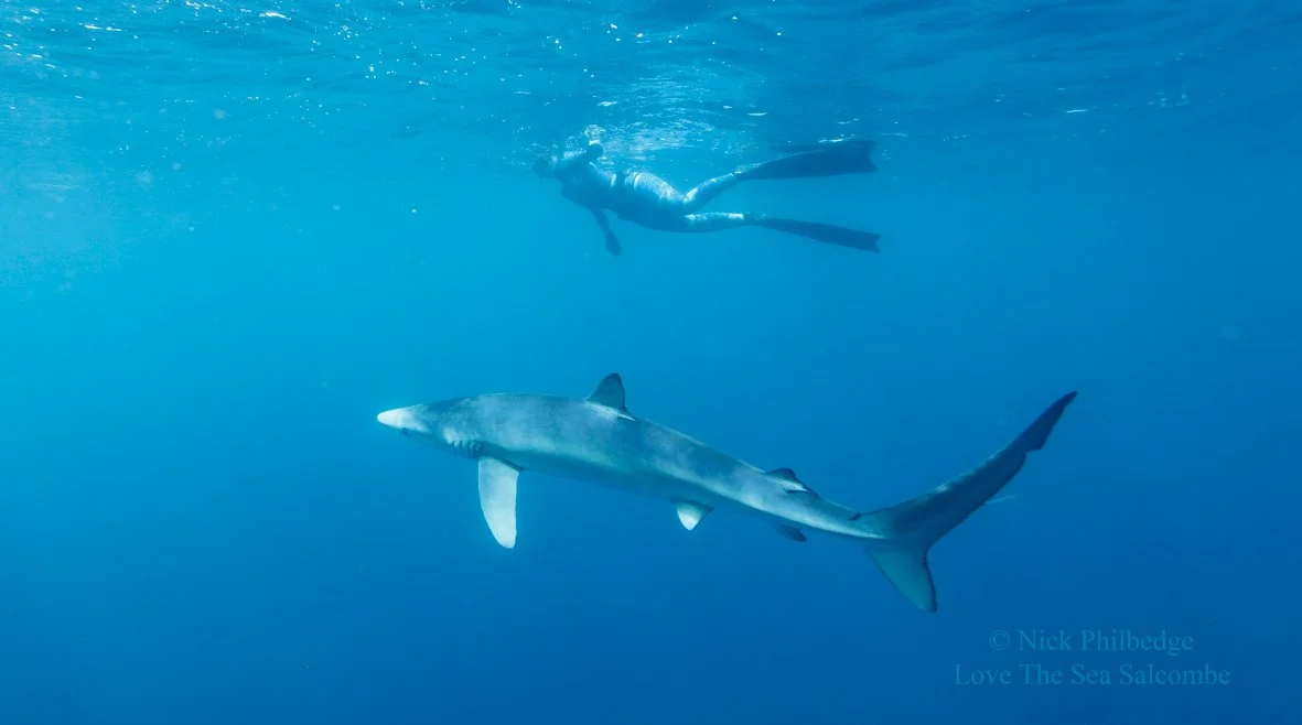 ©Nick-Philbedge-Freediving- Blue-Sharks-Lissy