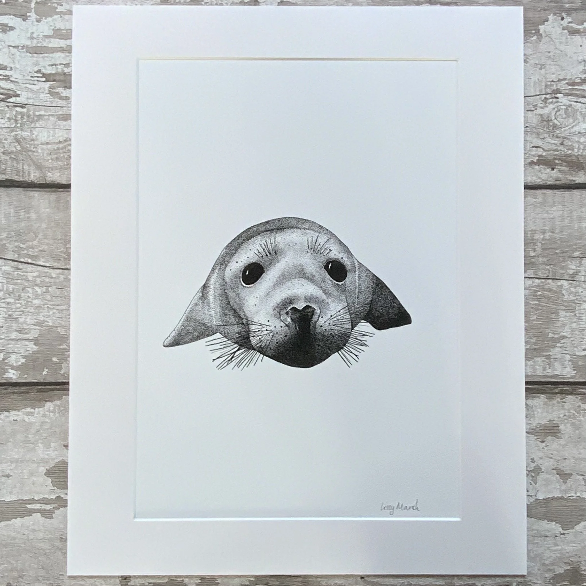 Seal pup © Lissy Marsh