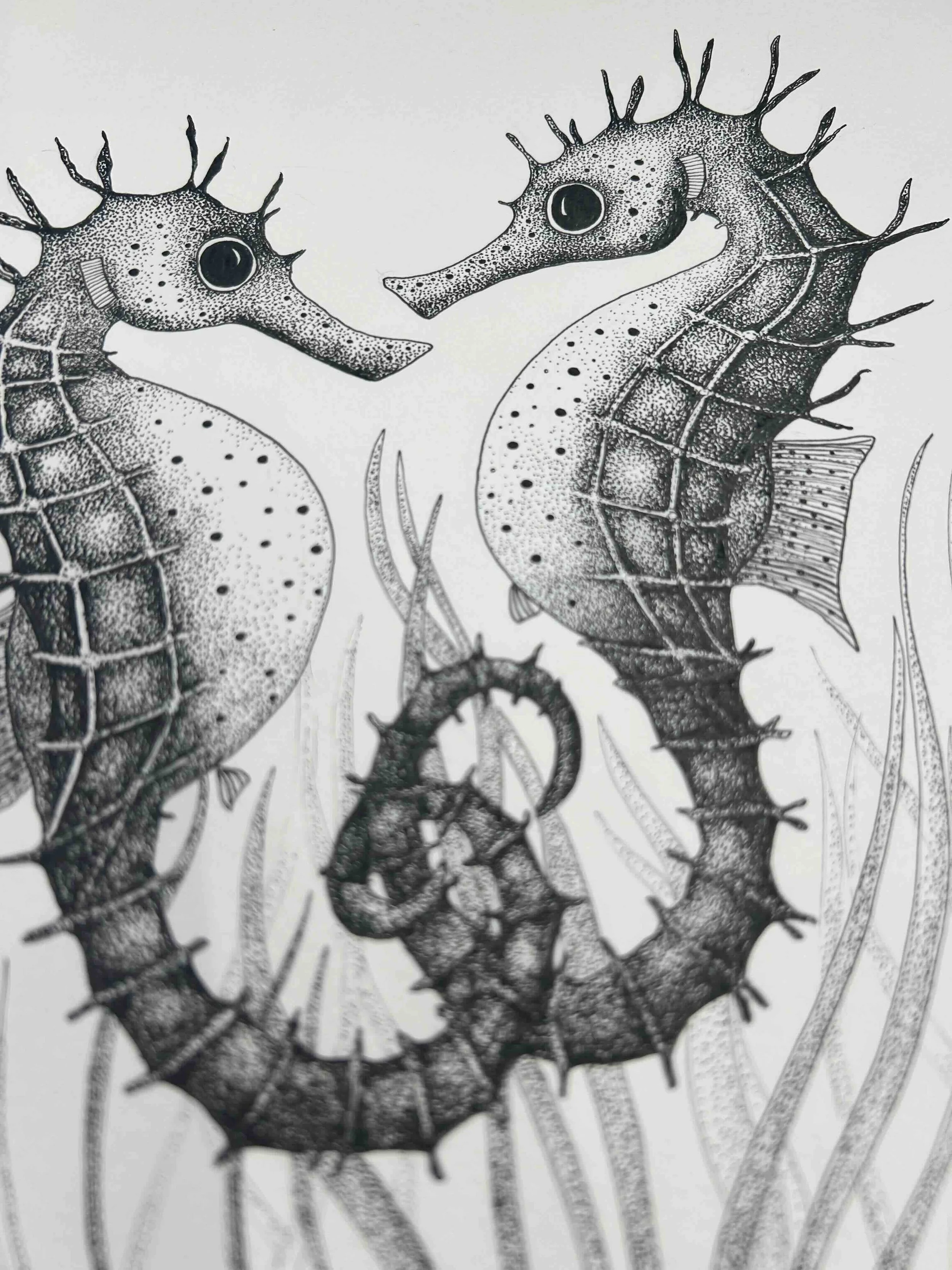 Seahorses ©LissyMarsh.jpeg