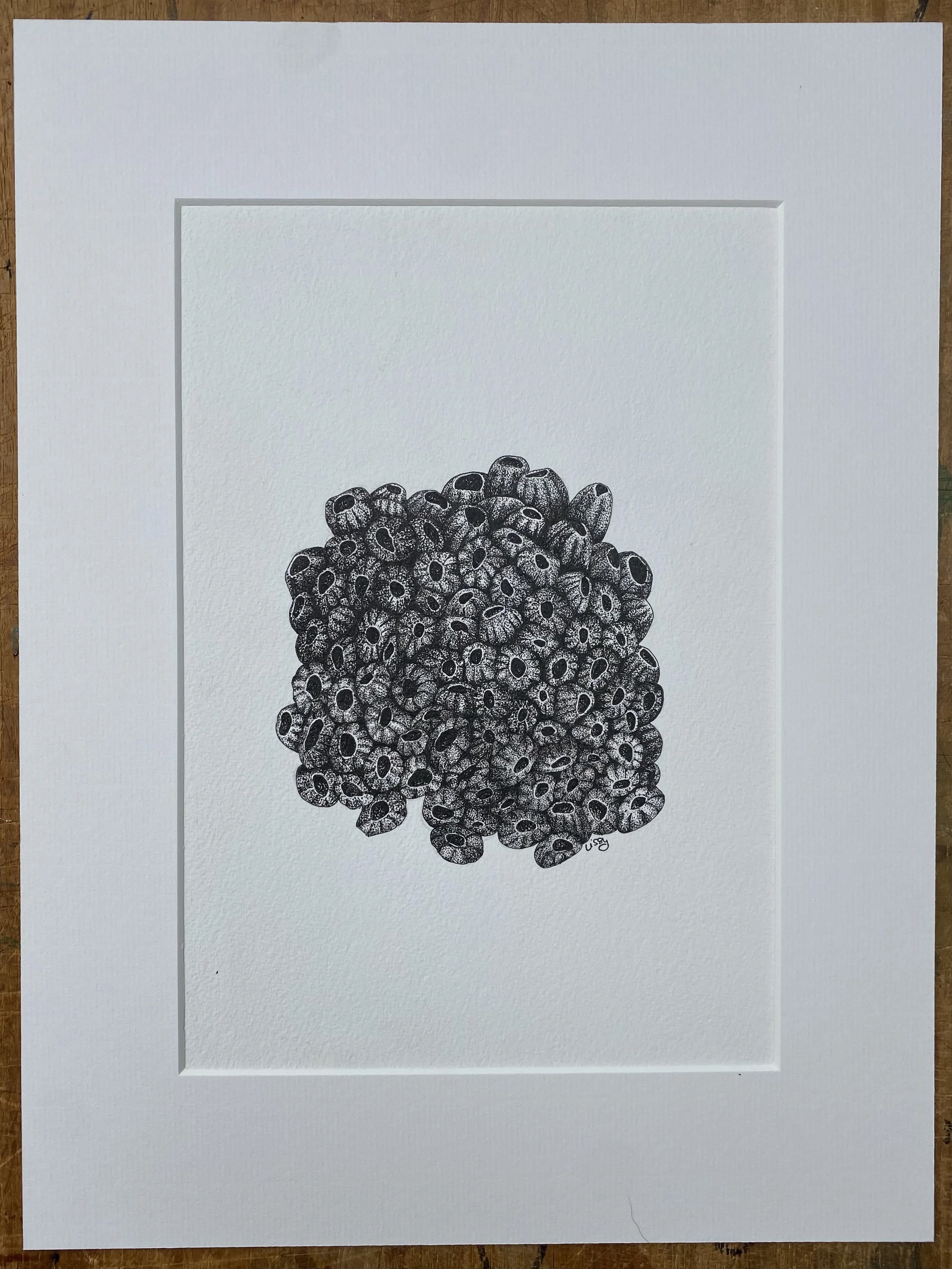 ©Lissy-Marsh-Coral-Study