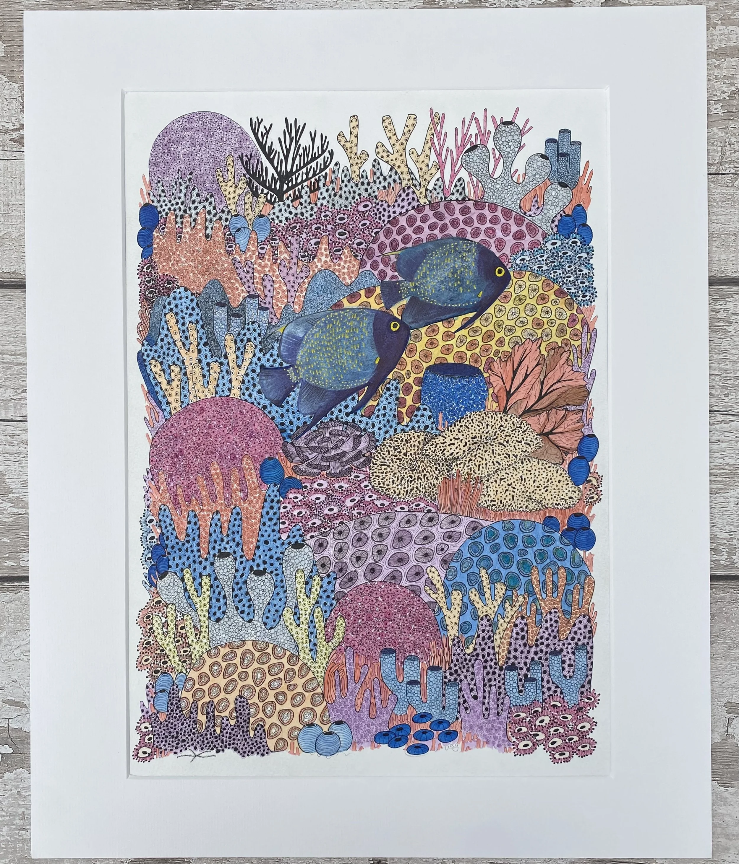 ©Lissy-Marsh-French-Angelfish