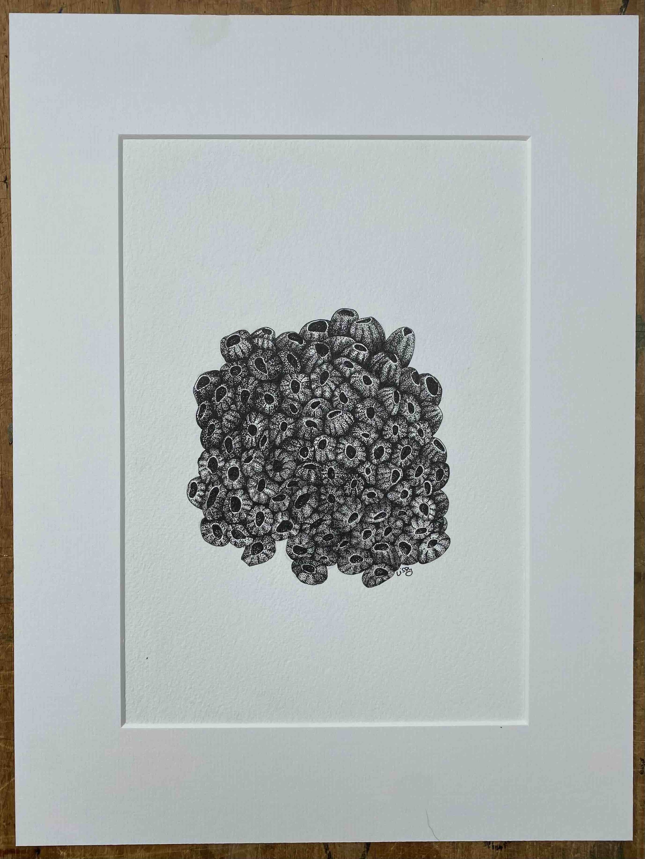 Corl Polyps pen and ink ©LissyMarsh