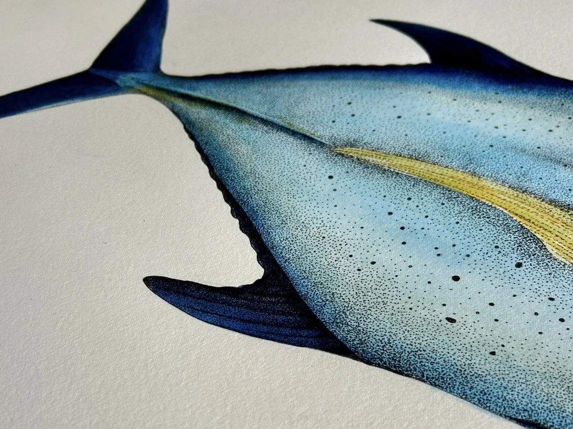 Bluefin detail 2.jpg