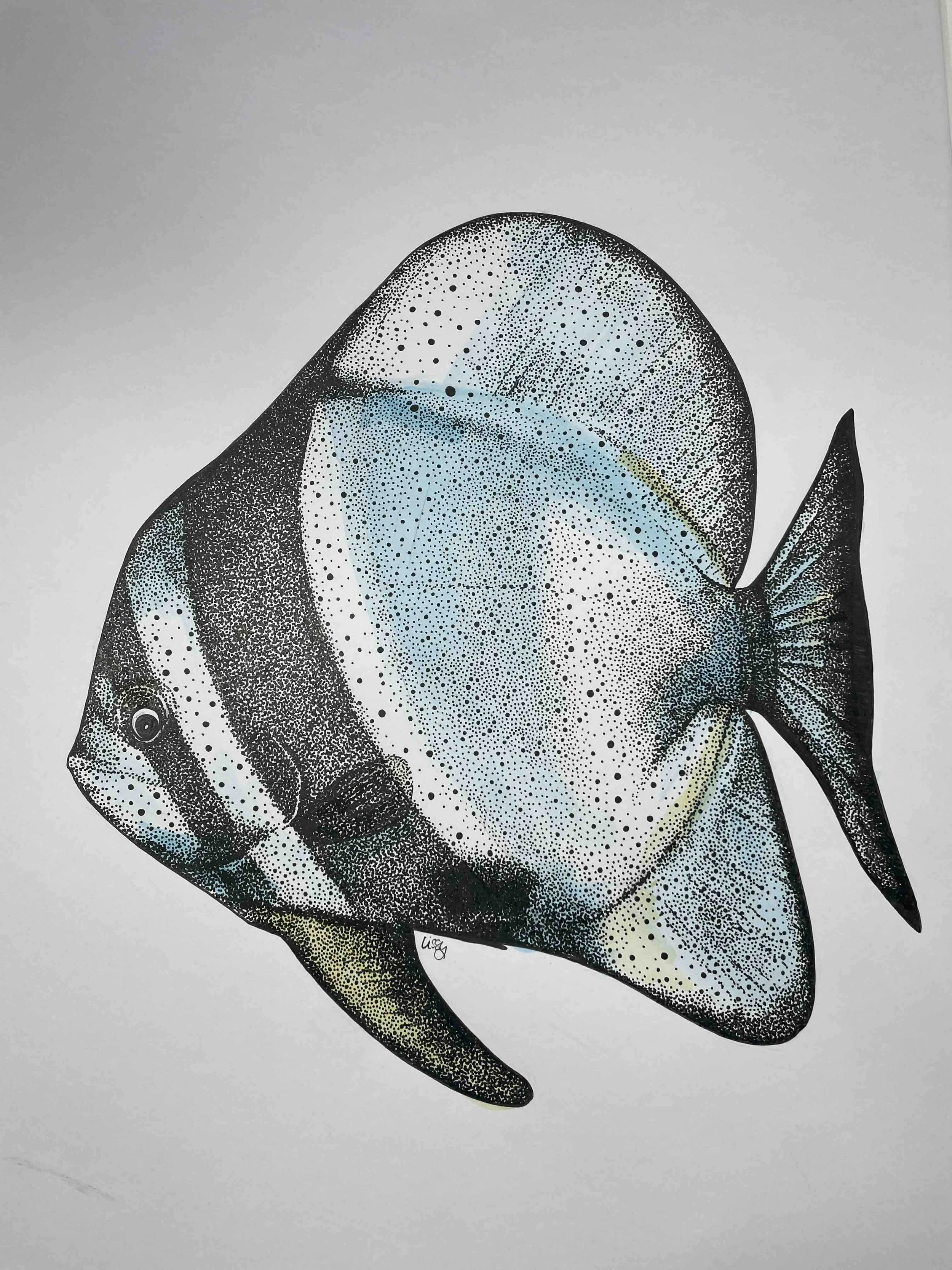 Batfish pen and ink.jpg