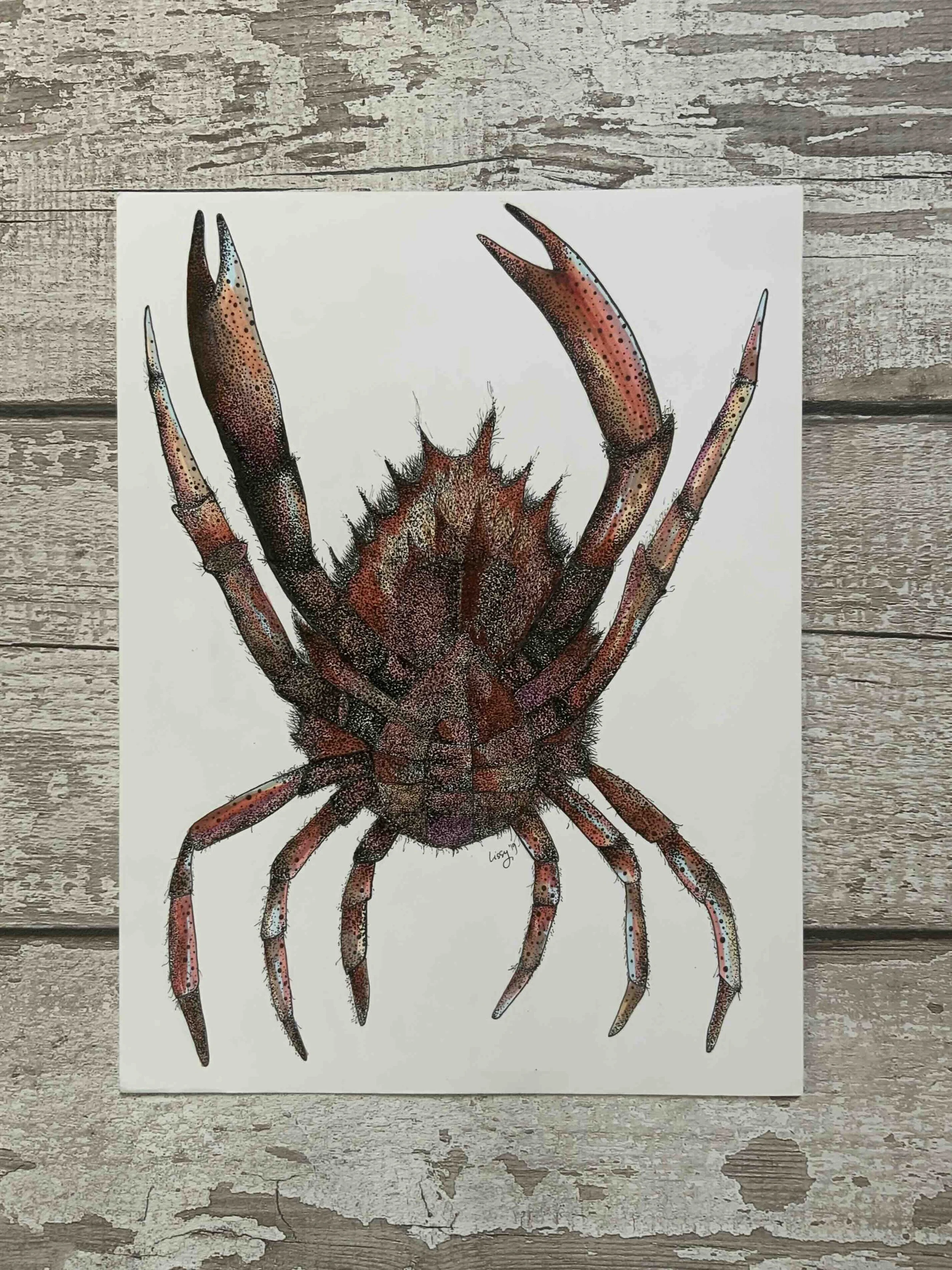Dancing Spider Crab © Lissy Marsh
