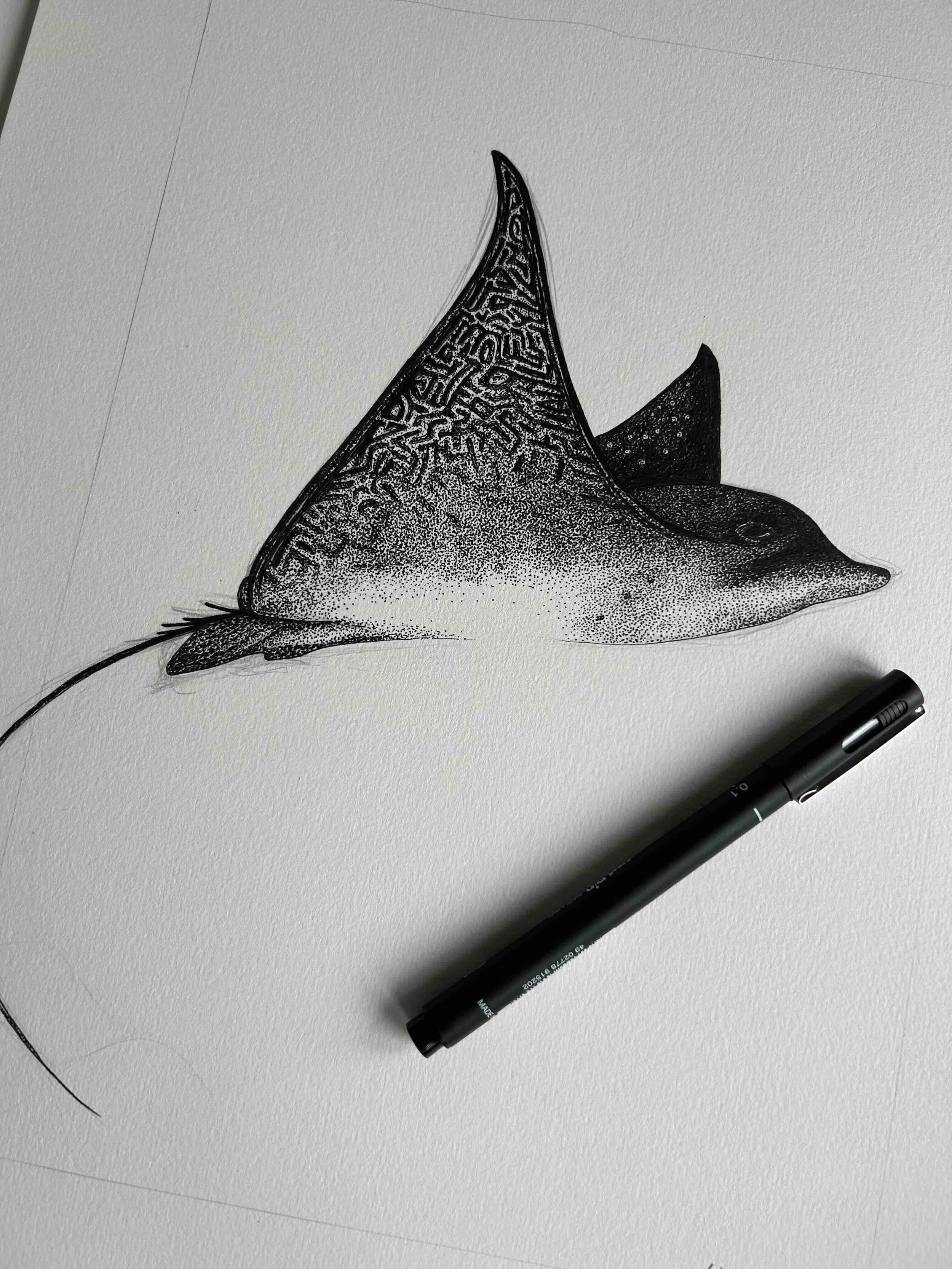 Spotted Eagle Ray illustration.jpeg
