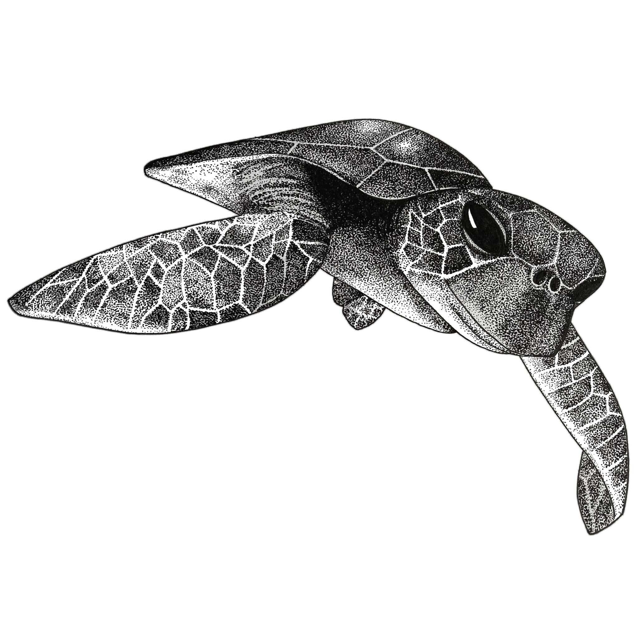 Hawksbill turtle © Lissy Marsh