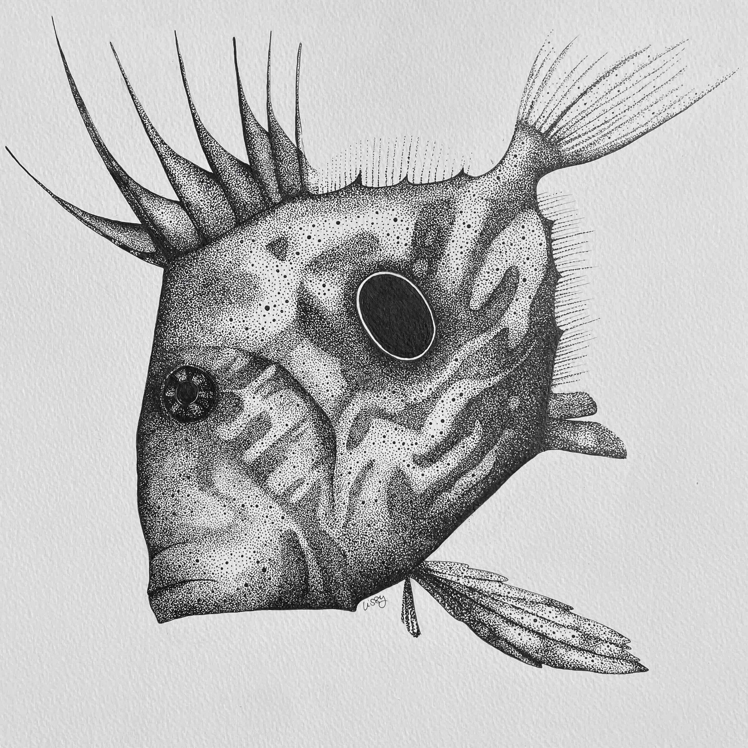 John Dory WIP.jpg