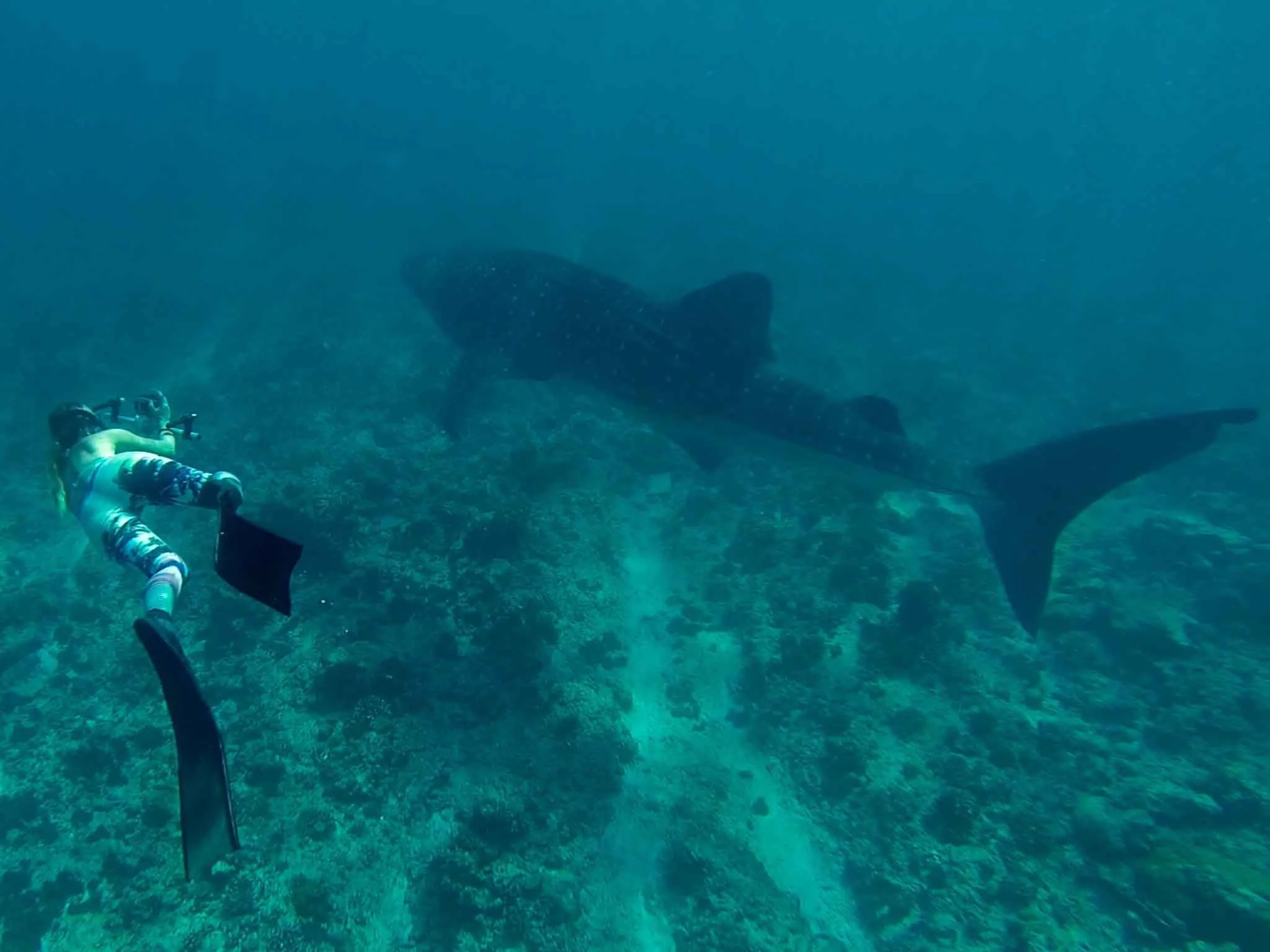 Lissy Marsh photographing a Whale Shark for research in the Maldives