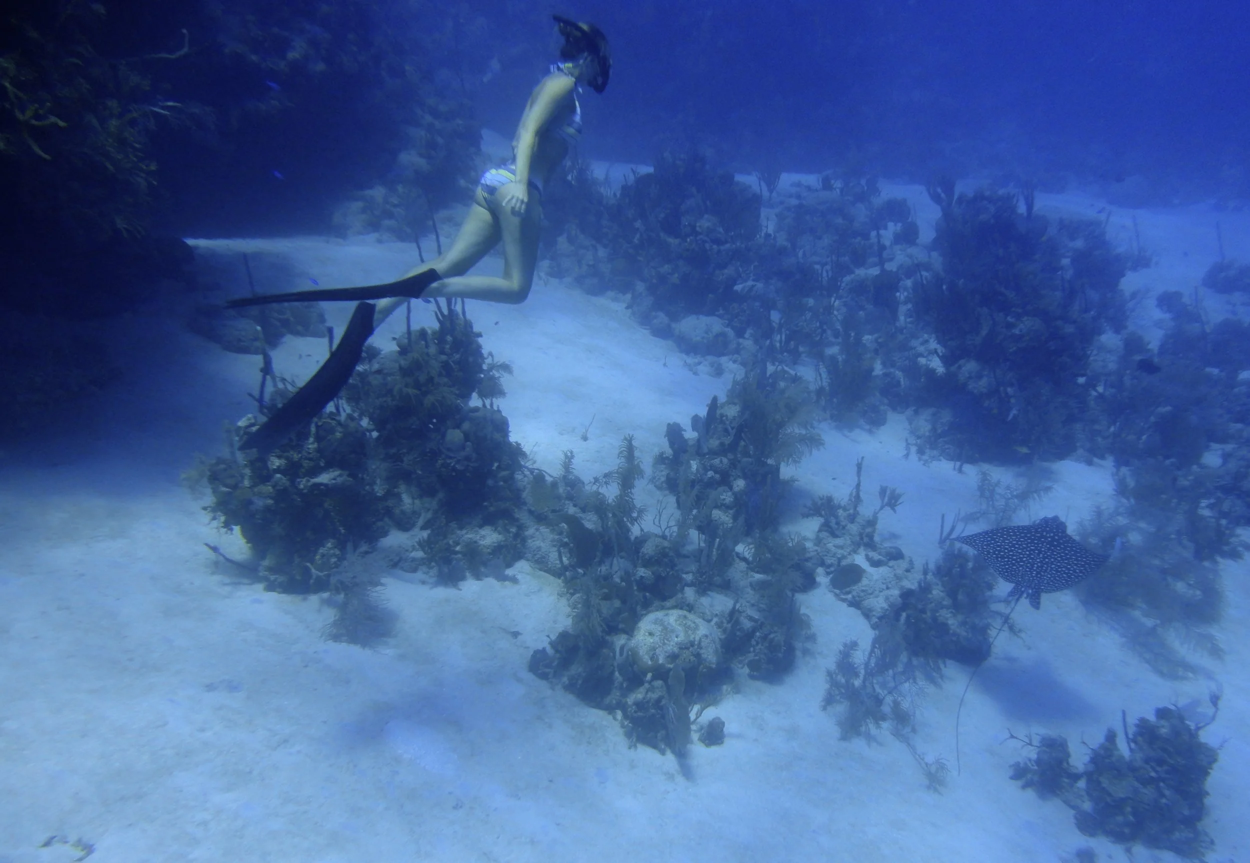 Lissy Marsh freediving with a spotted eagle ray in Honduras