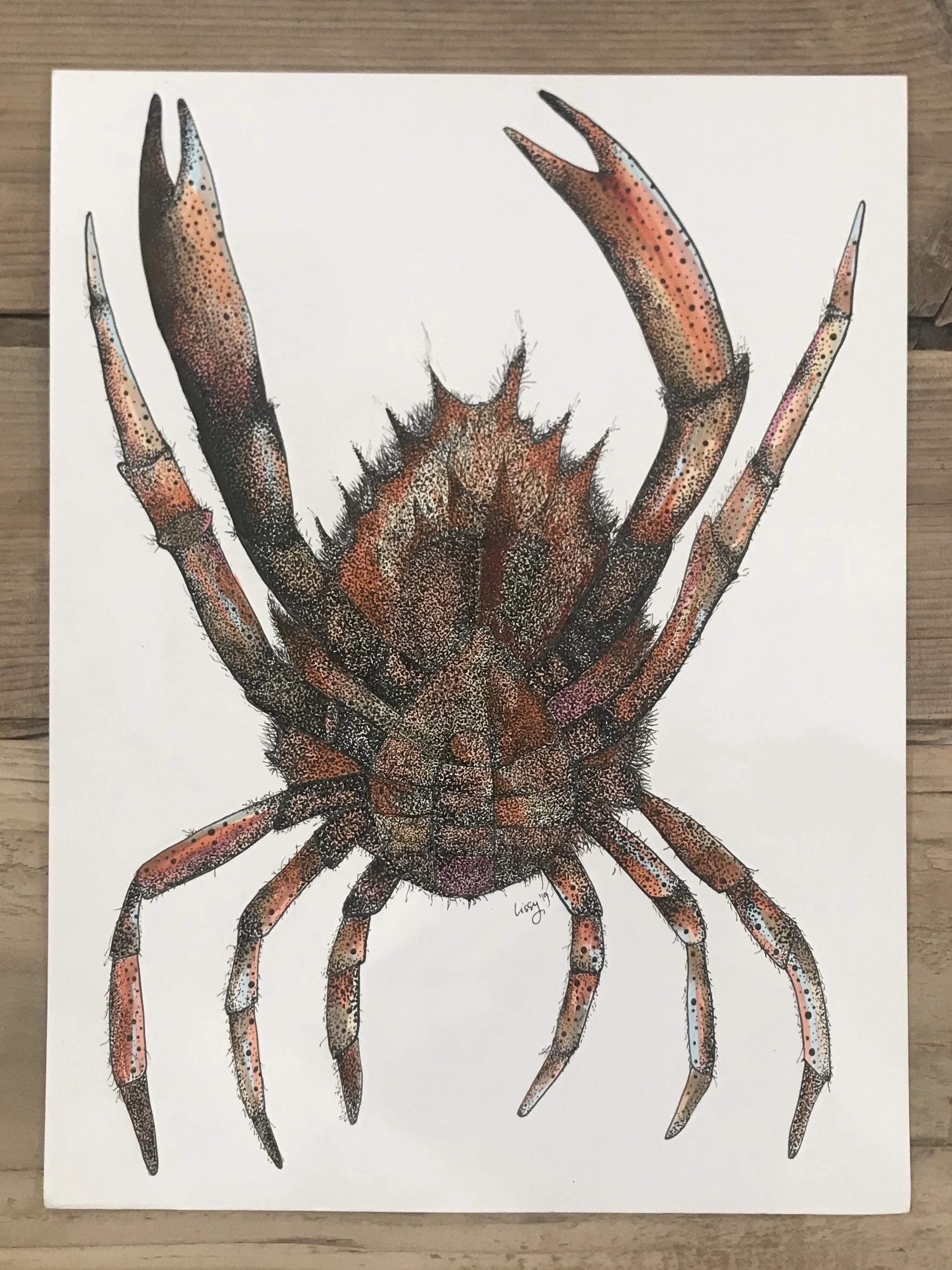 ©Lissy-Marsh-Spider-Crab