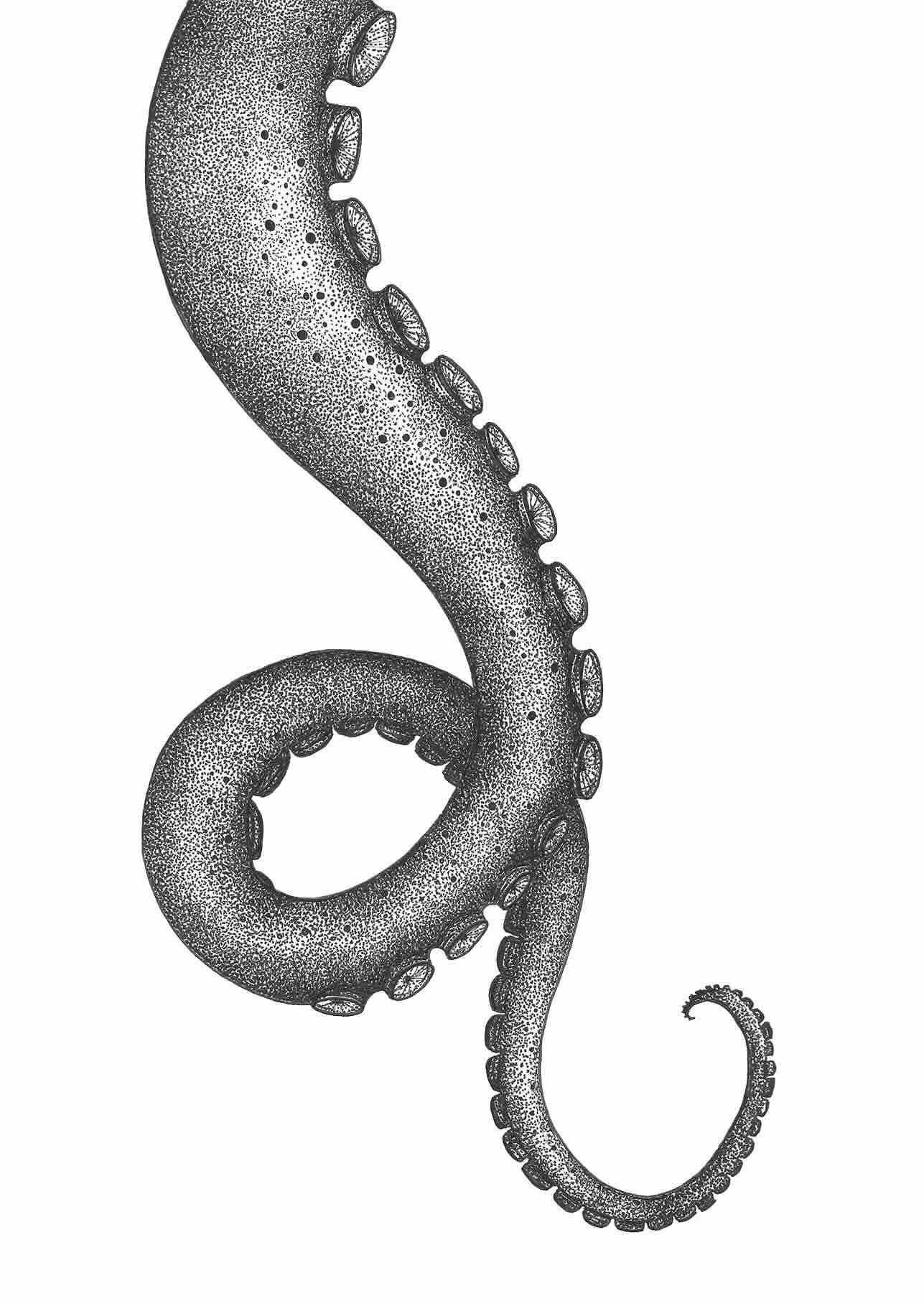 ©Lissy-Marsh-Octopus-Tentacle