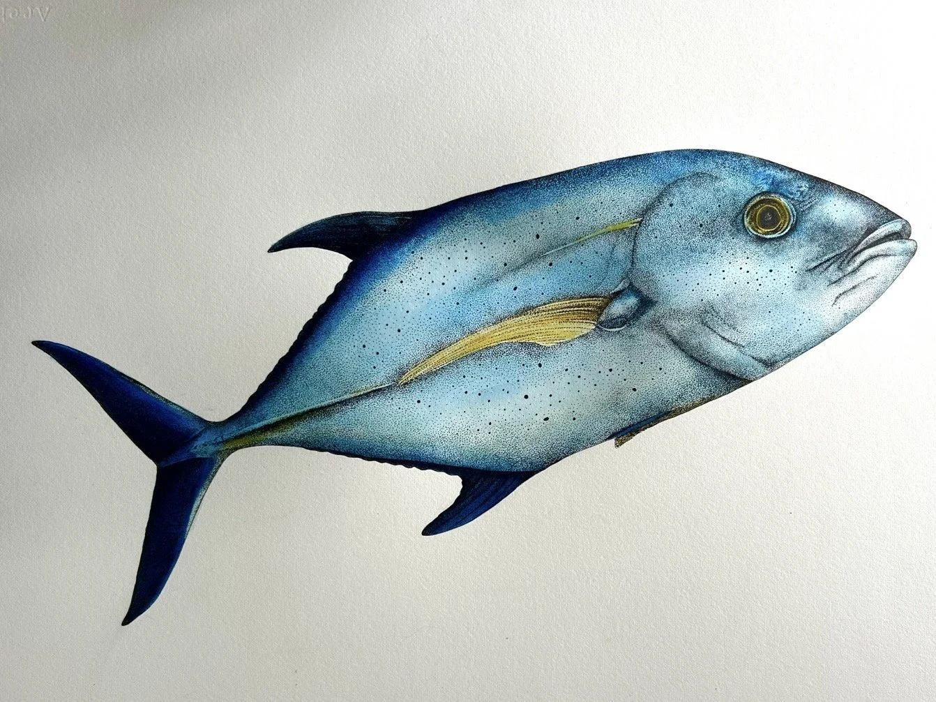 Bluefin Trevally pen and ink.jpg