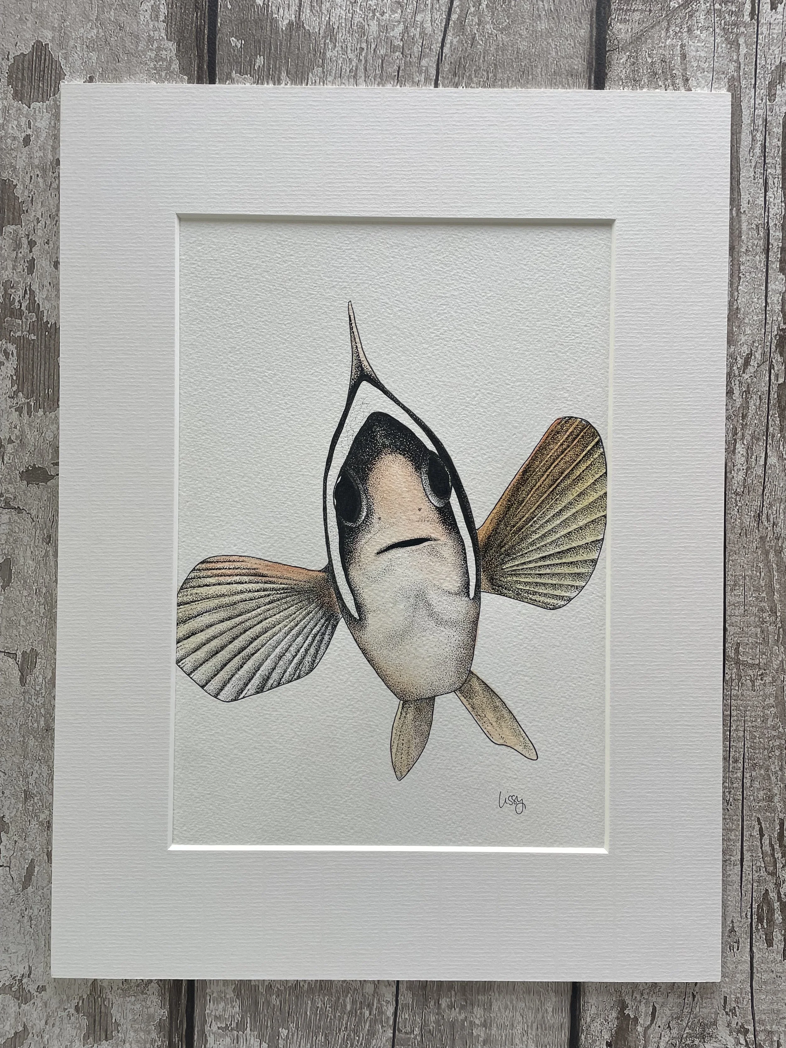 ©Lissy-Marsh-Clownfish