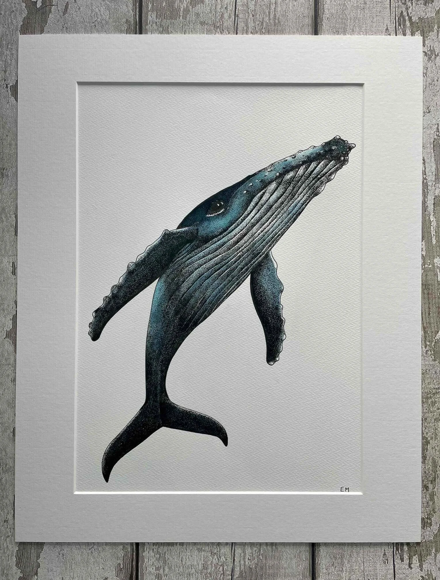 Blue Humpback Whale pen and ink ©Lissy Marsh