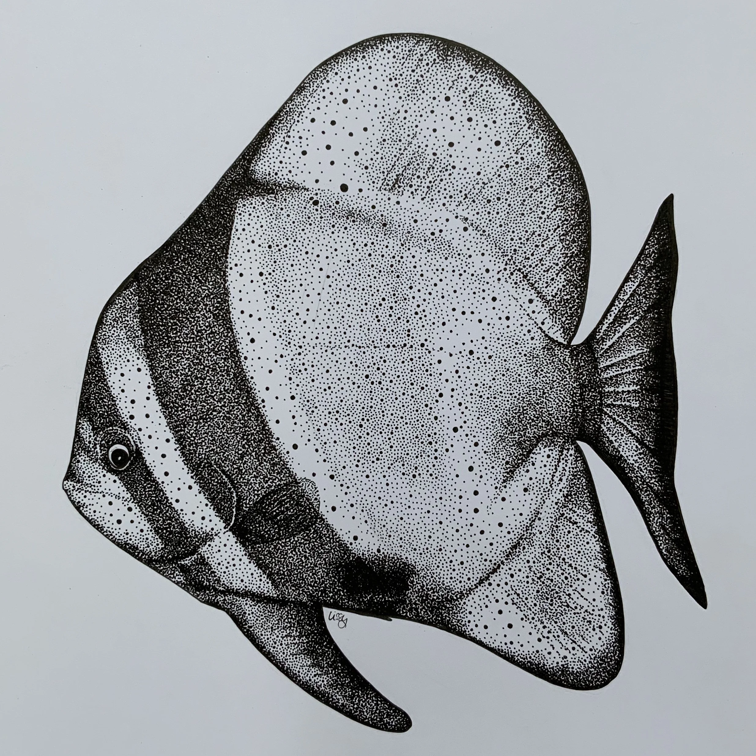 ©Lissy-Marsh-Batfish