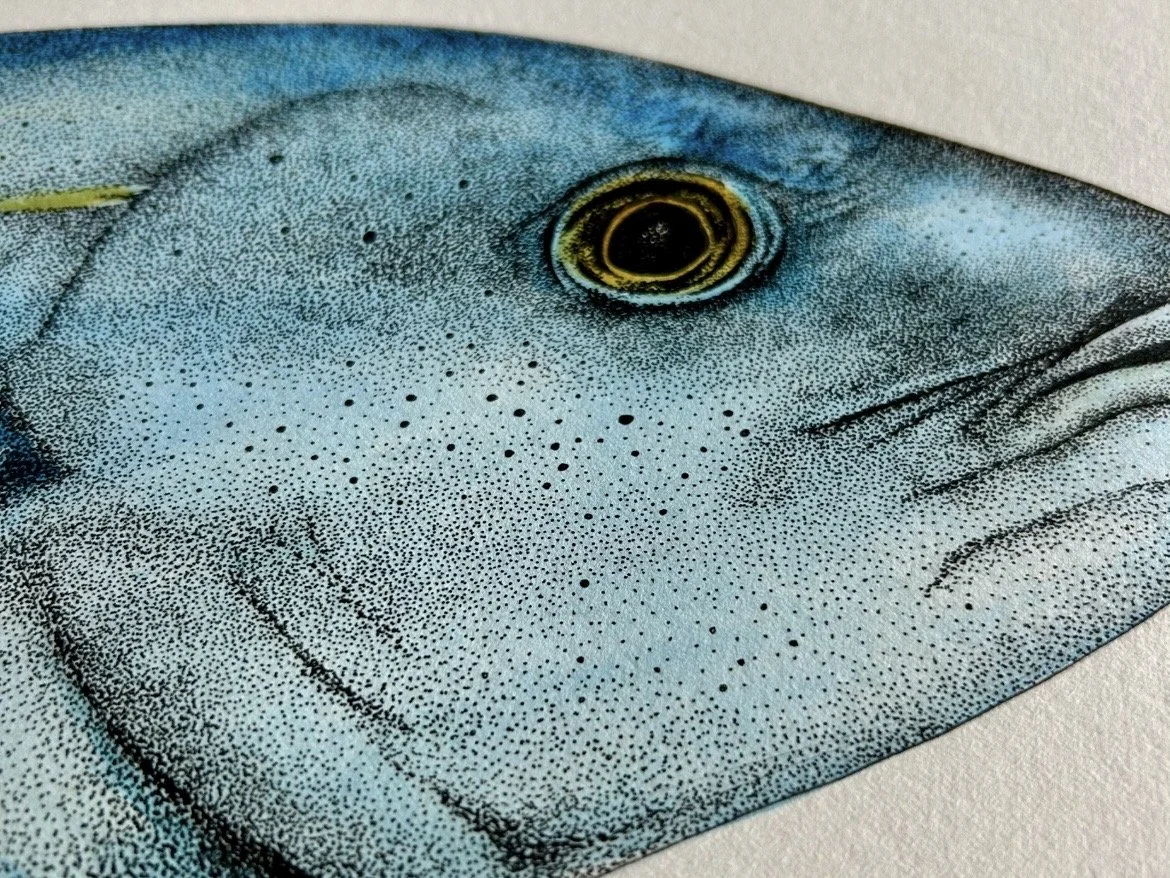 Bluefin detail 1.jpg