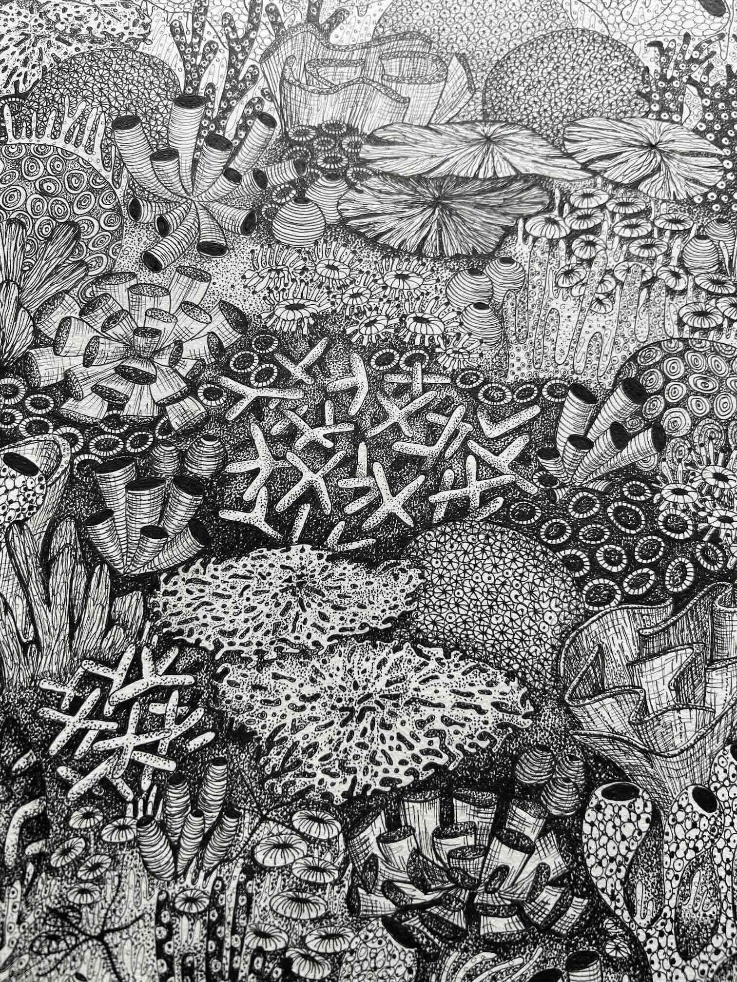 Coral p4.jpg
