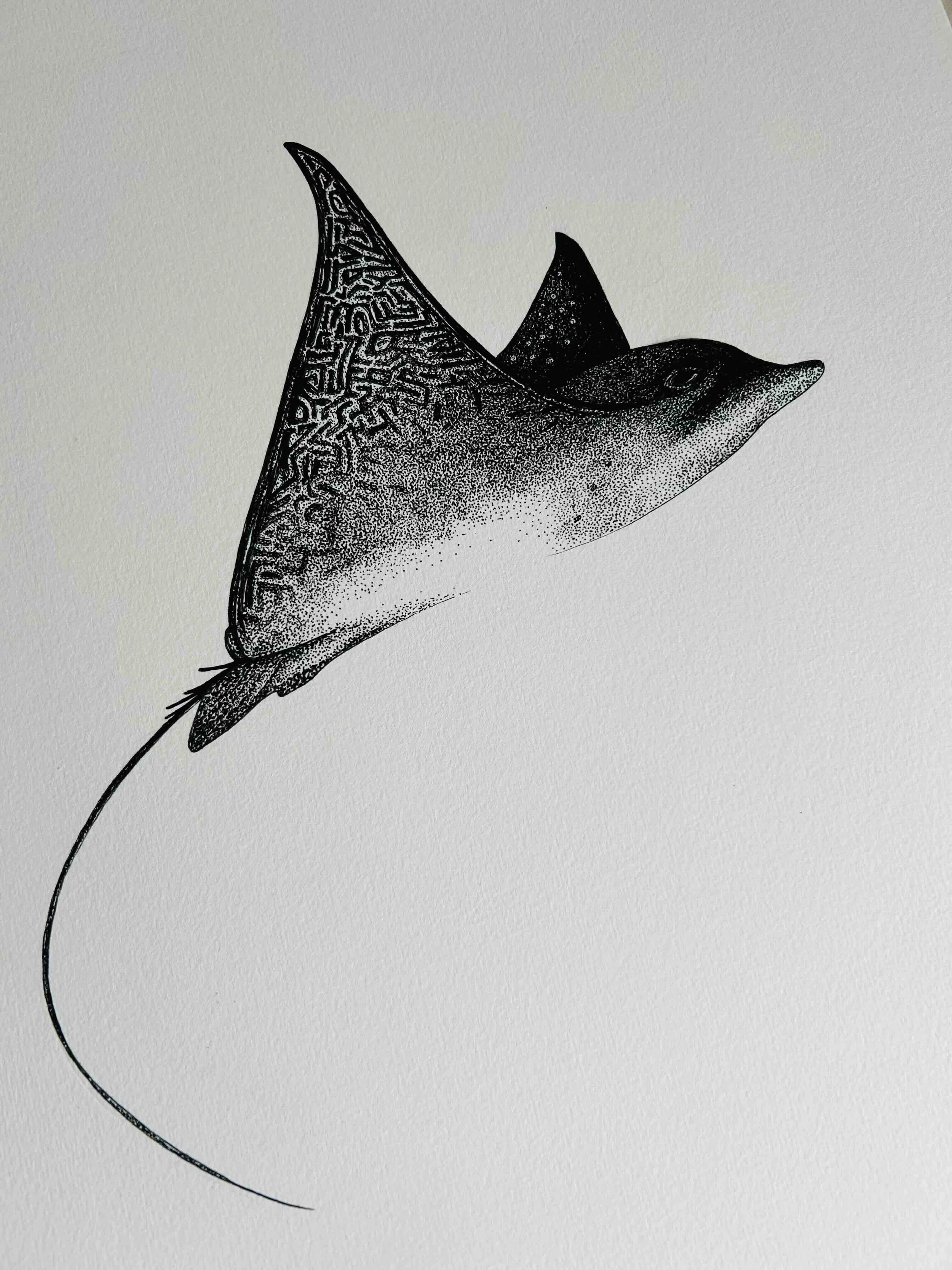 Spotted Eagle Ray original ink drawing