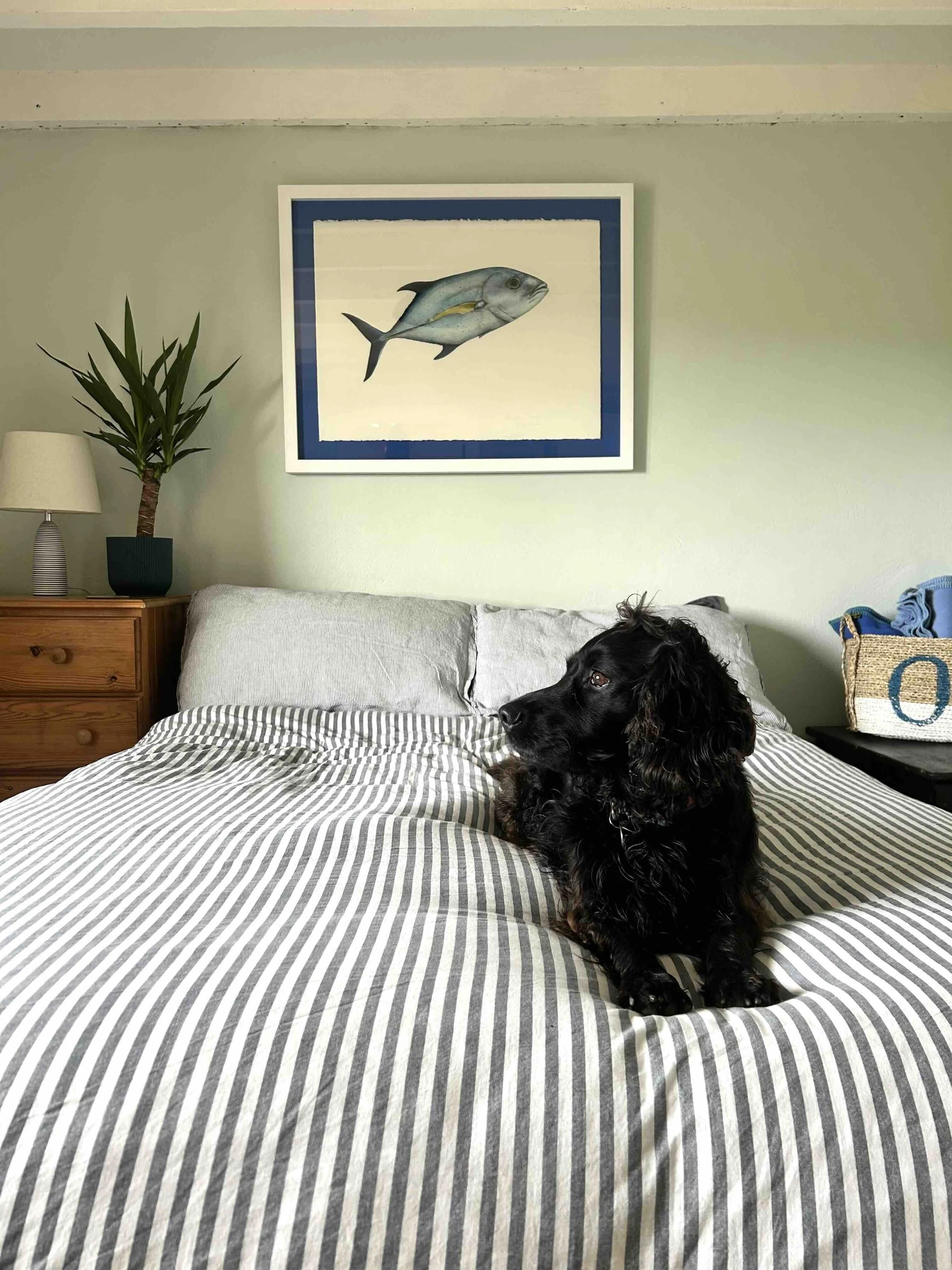Bluefin Trevally 2.jpg