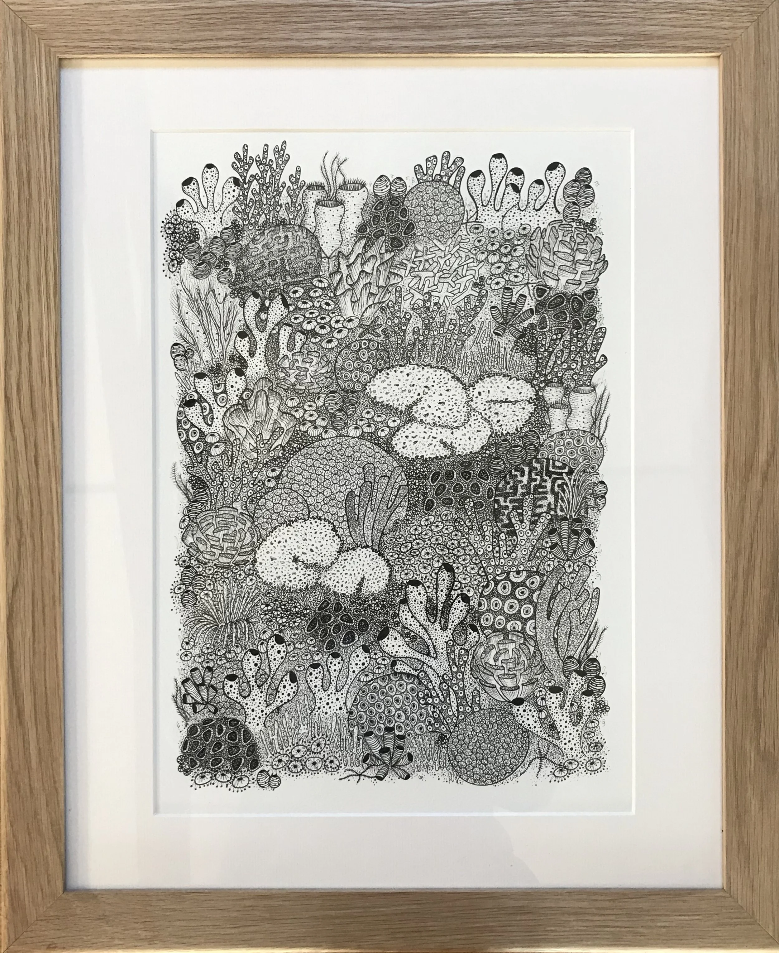 Lissy Marsh Coral Reef